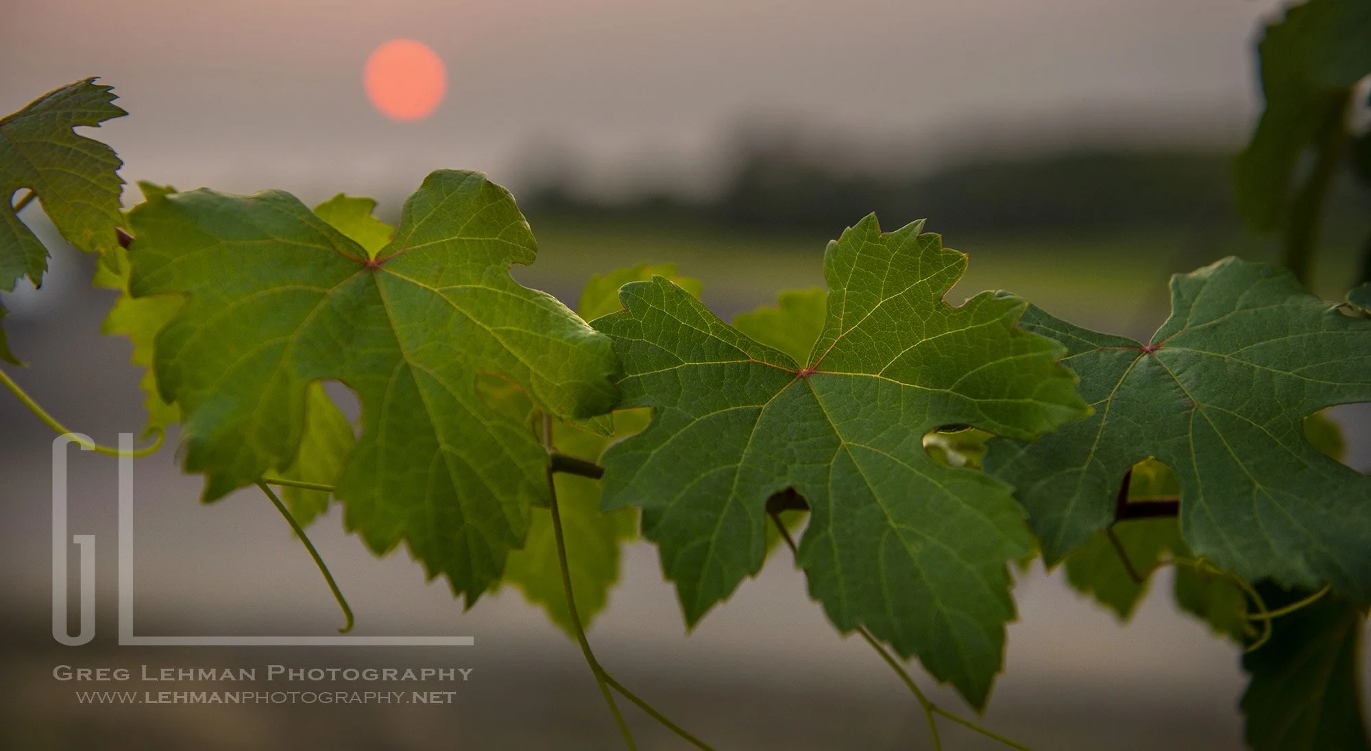 2108 YellowhawkSunset.GL_65 e LOGO.jpg