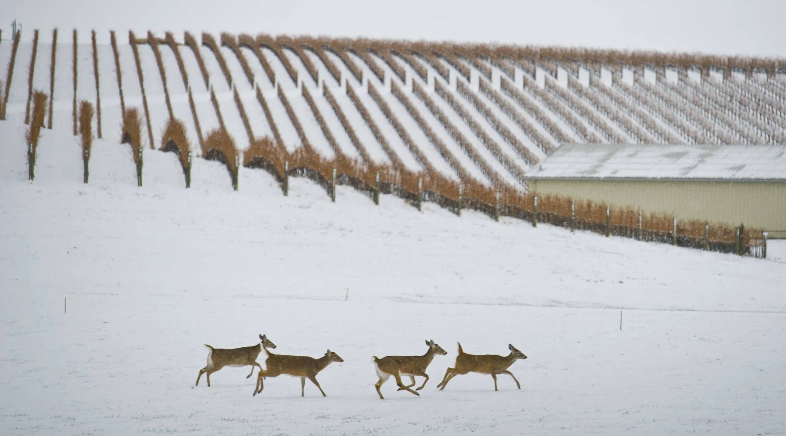 1701 TrancheDeer.GL_1376.jpg