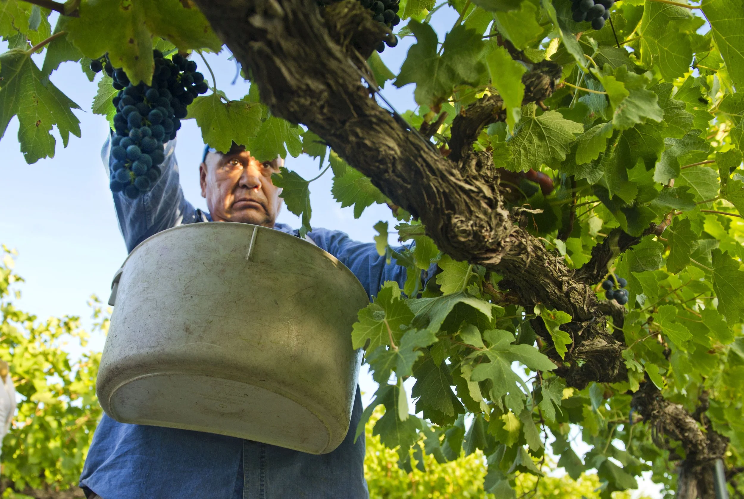 1609 L'EcoleSyrahHarvest.GL_0071.jpg