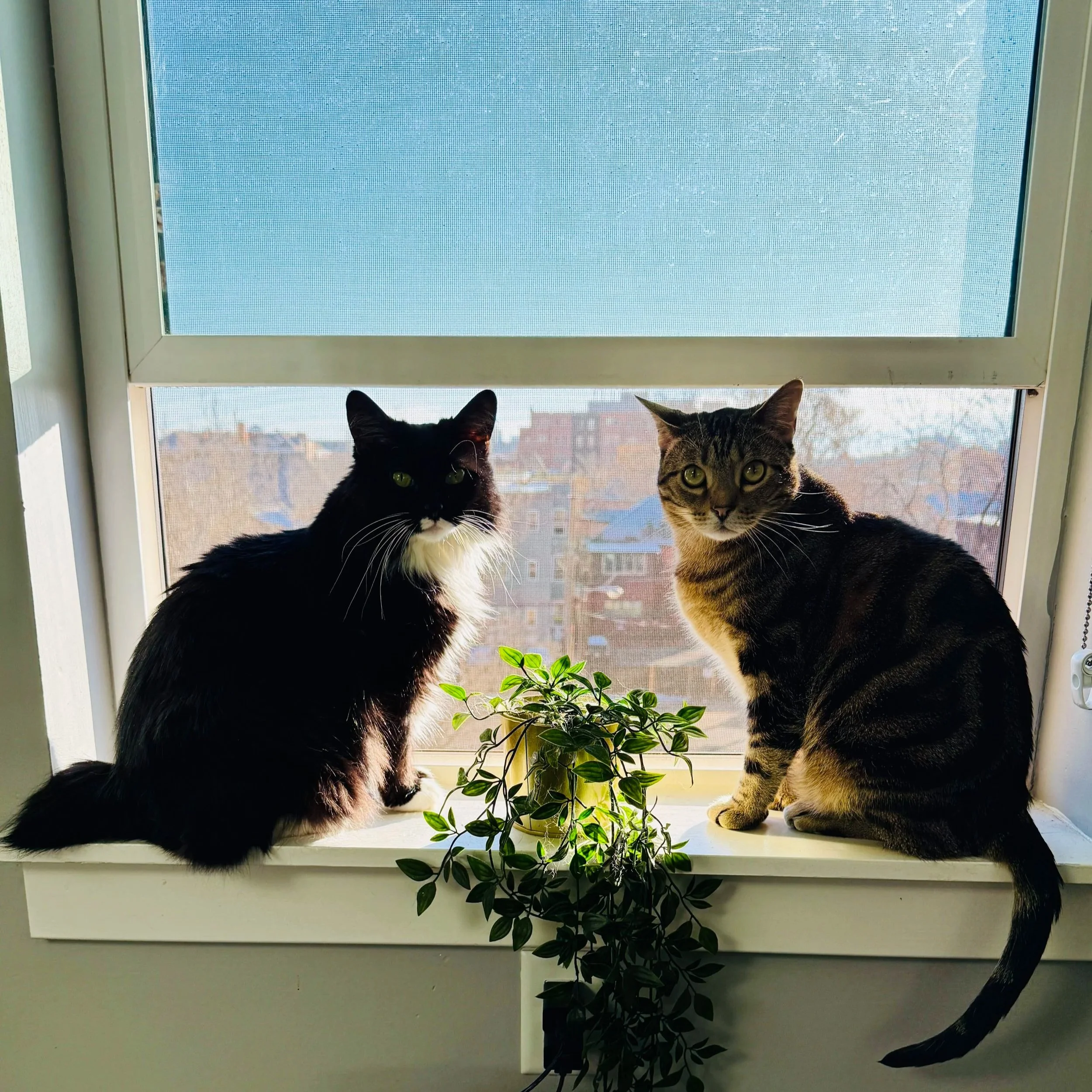 Two cats sitting on a windowsill with a green potted plant in between, overlooking a cityscape in the background.