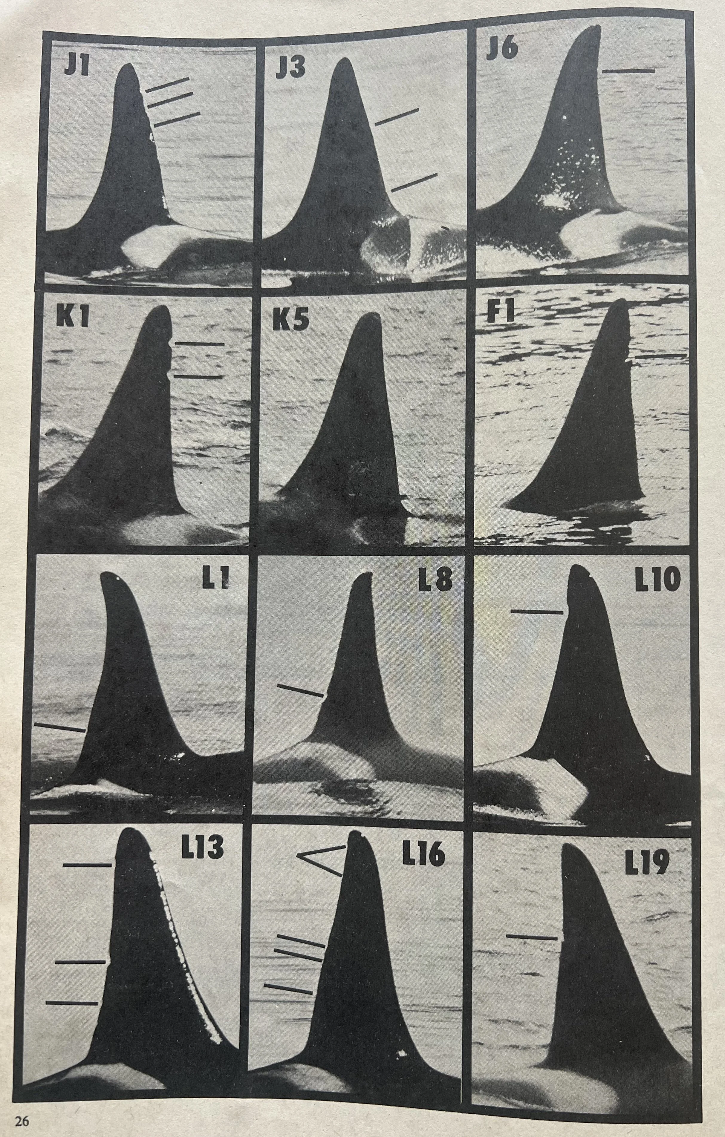 Gallery of dorsal fins with identifying marks annotated