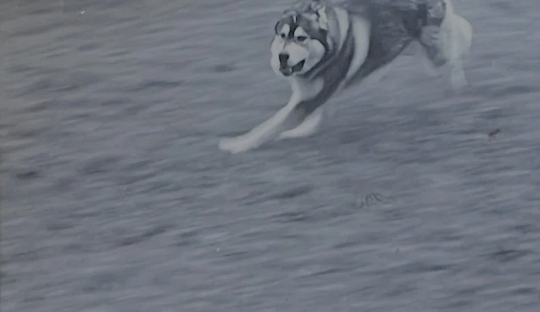 Quinn the husky, running