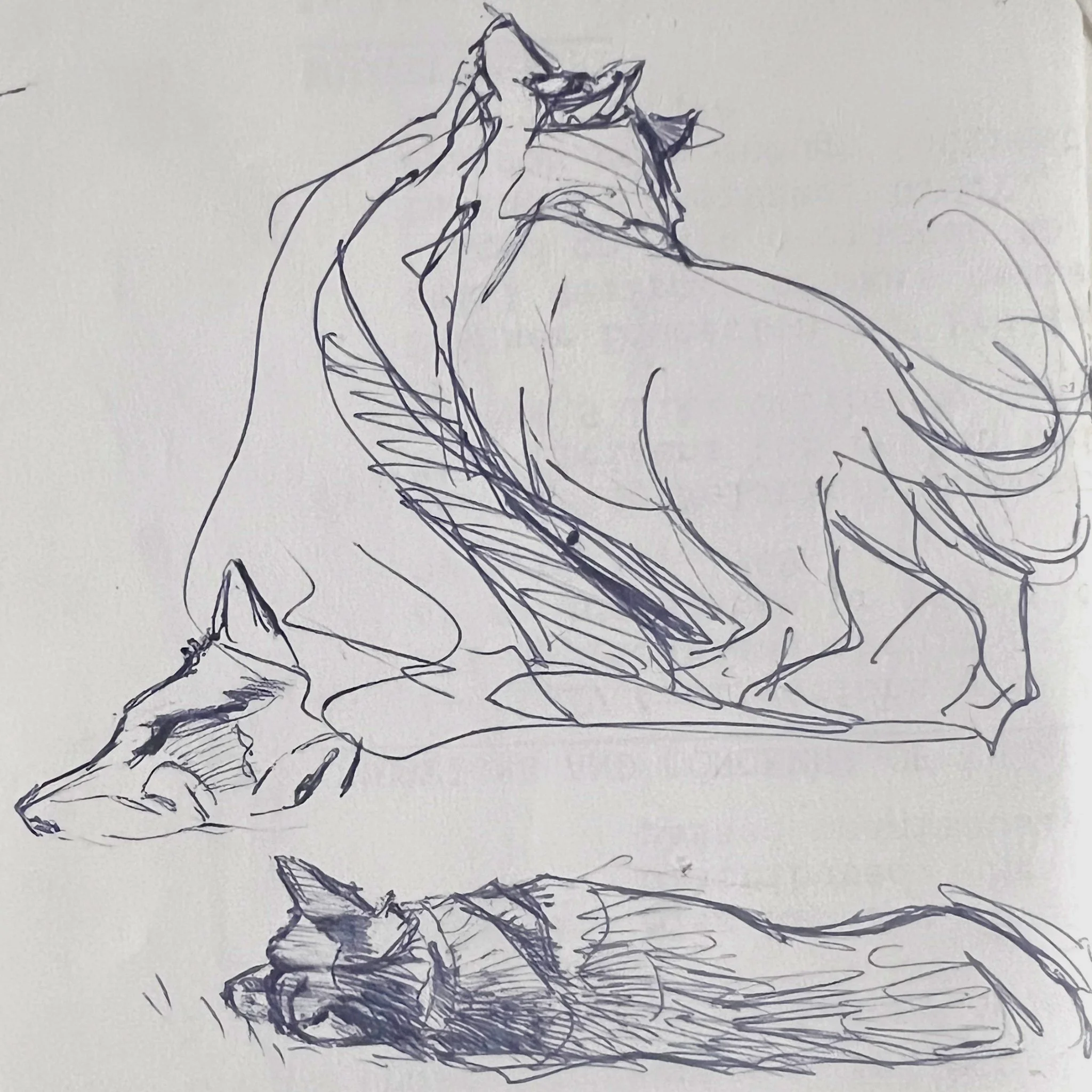 Sketches of Quinn by artist Fenwick Landsdowne