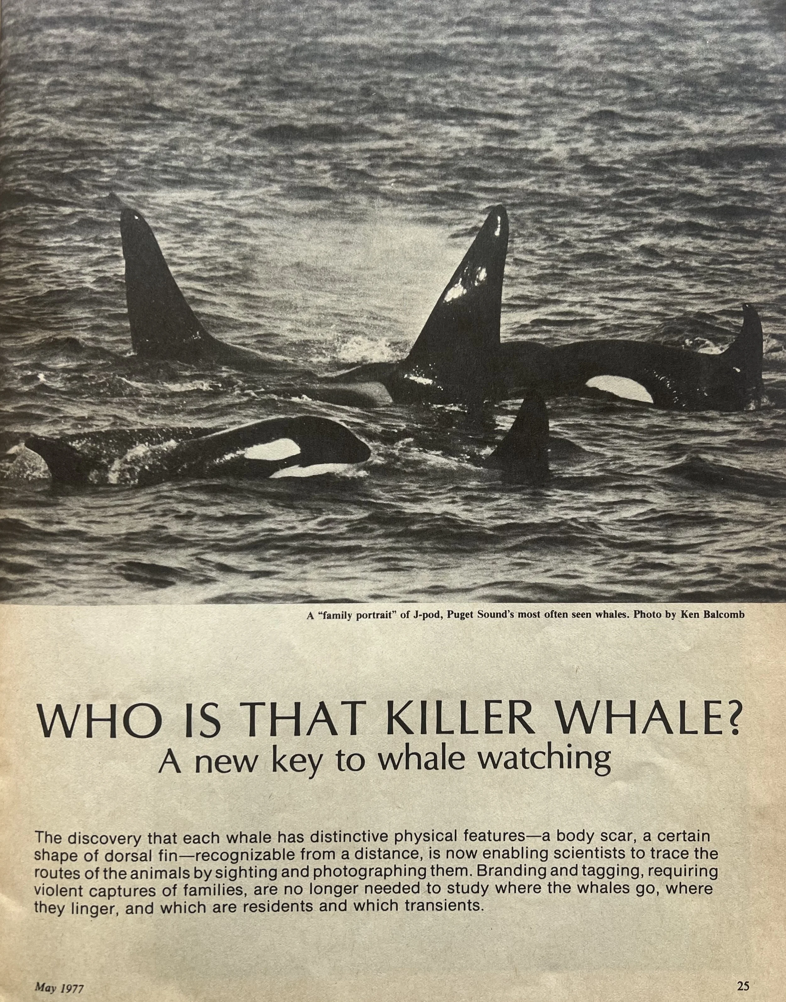 Cover page of "Who's that killer whale?" article on dorsal fin identification