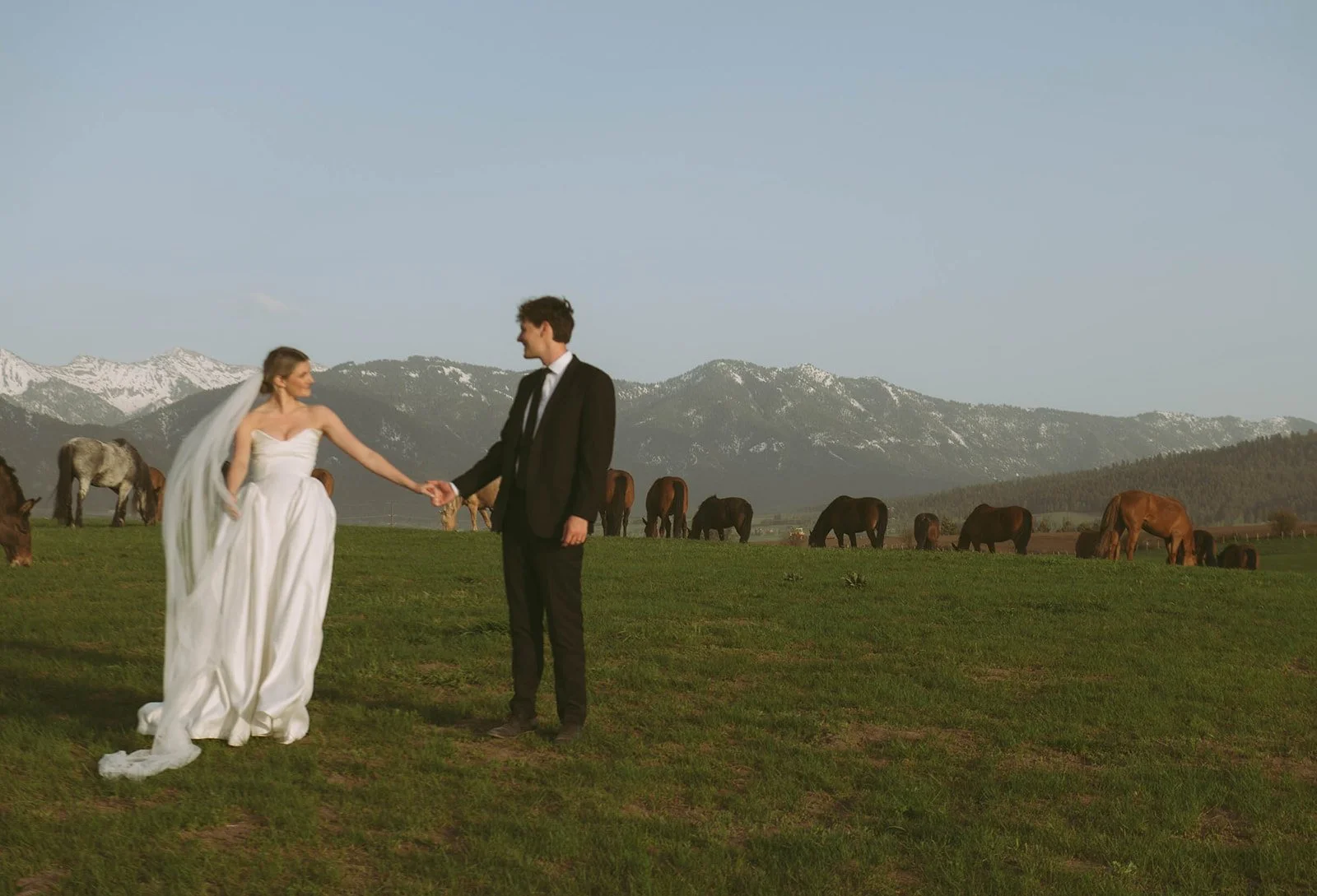 A bride and groom holding hands in a grassy field with horses and snow-capped mountains in the background.