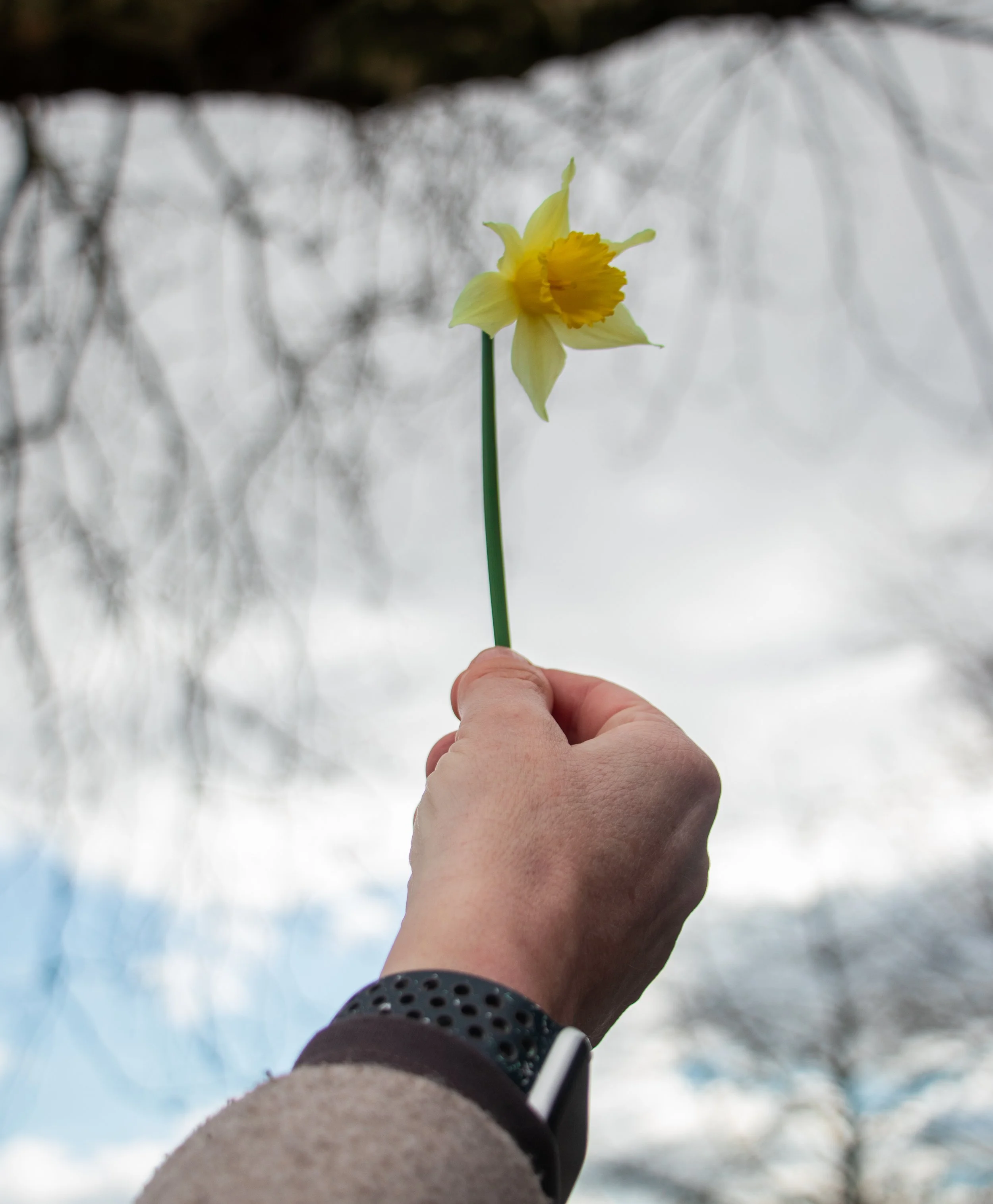 Person holding a yellow daffodil flower against a cloudy sky background.
