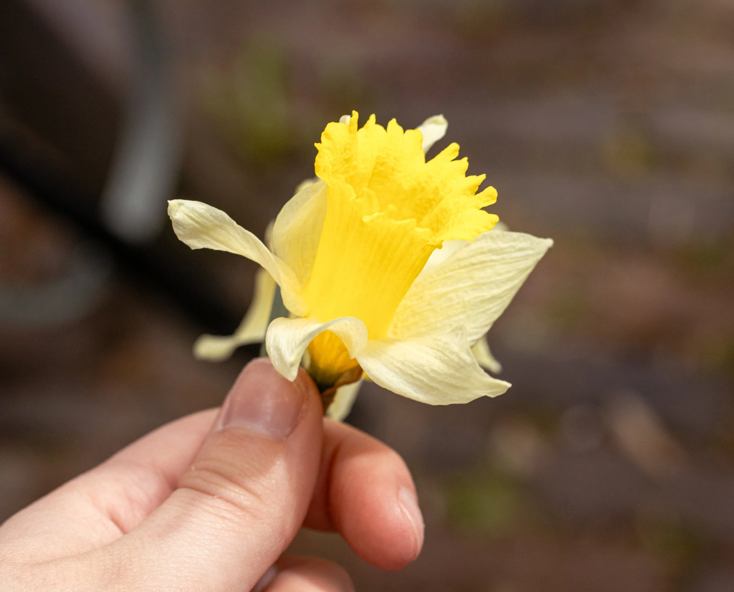 Person holding a yellow daffodil flower with a blurred background.