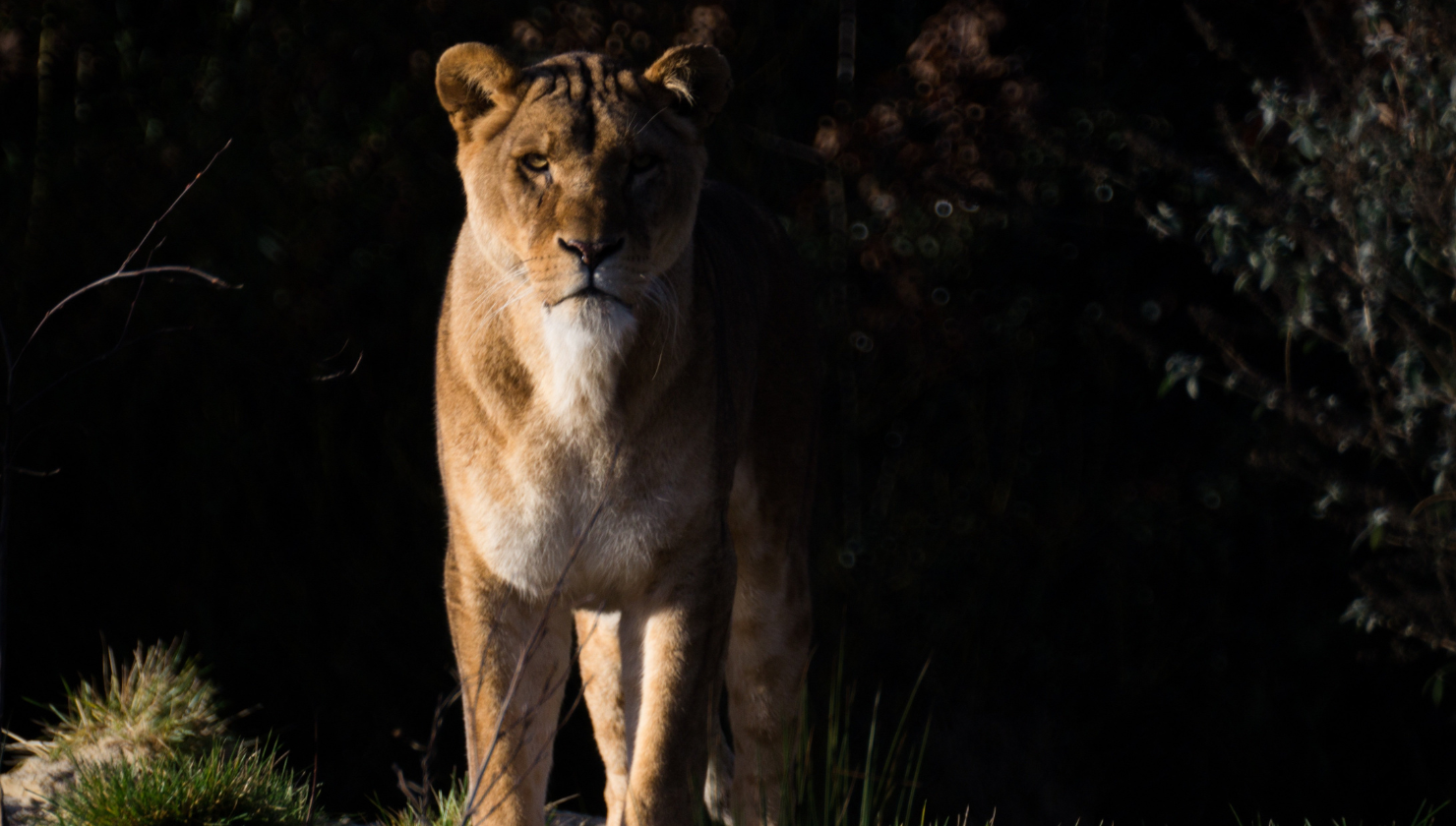 Heart of the Lioness: An Invitation to Remember