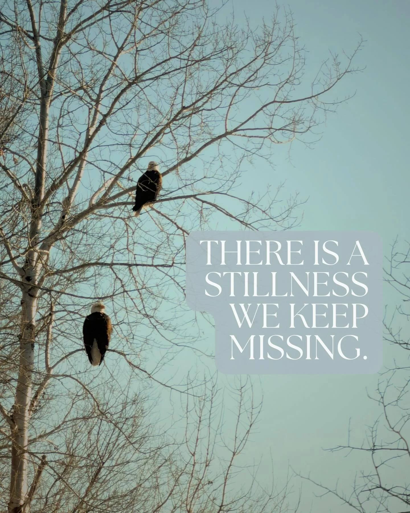 Creation lives unhurried, rooted in His order. 
We were never meant to live in chaos and out of His order, yet our lives are consumed in it. 
When we slow down and sit in His stillness we start to see again the beauty He has created for us all around