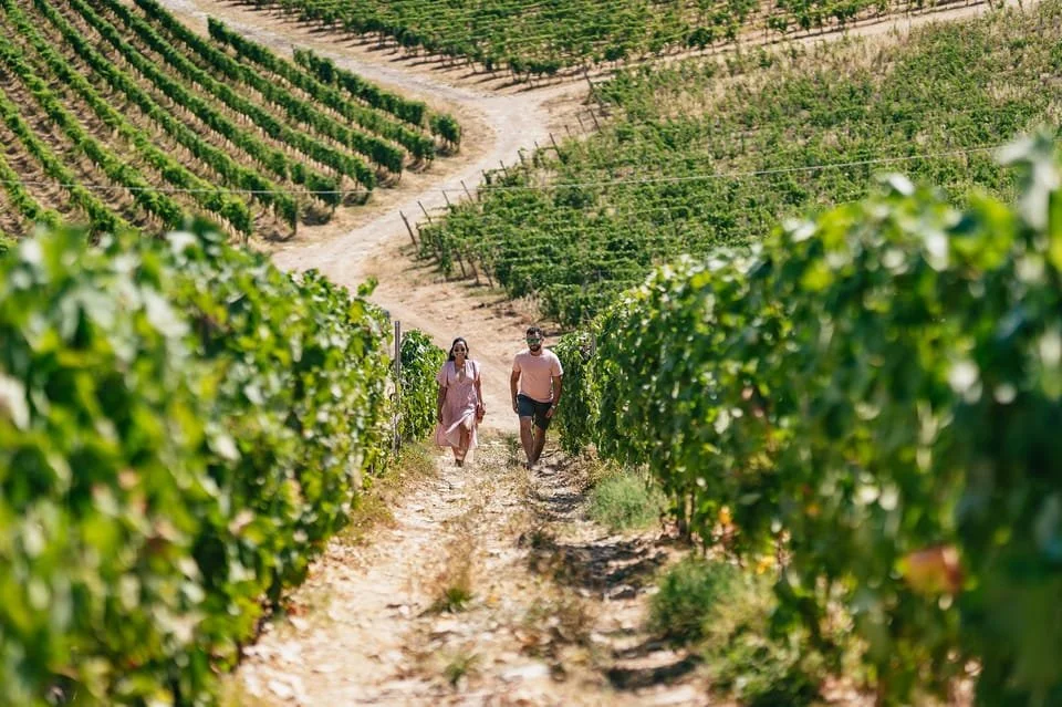 Discover the Heart of Tuscany: An Unforgettable Wine Journey Through Chianti Classico