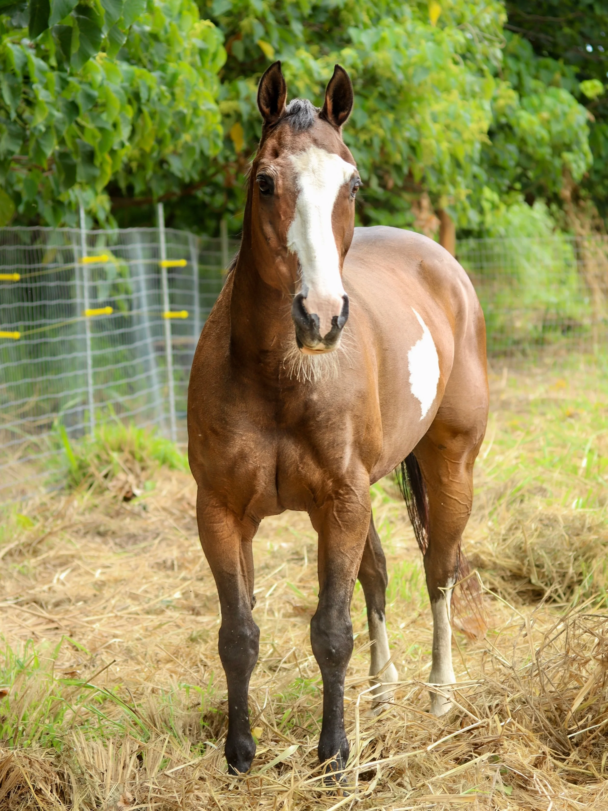 ✨🐴 Meet the newest resident &amp; member of the herd - Shakespeare, aka Shakes 😊❤️

He came to us needing a soft place to land after getting into an accident while riding. We were chosen as his new home due to our relationship-based approach to hor
