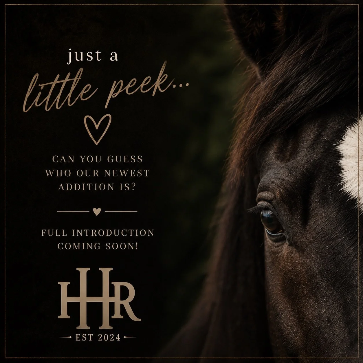 SURPRISE!

We have a new horse who will be joining our sanctuary herd! 

We&rsquo;re excited to welcome this beautiful soul into the Ho&lsquo;omaluhia Horse Rescue ohana. Stay tuned as we introduce you to our newest sanctuary resident.