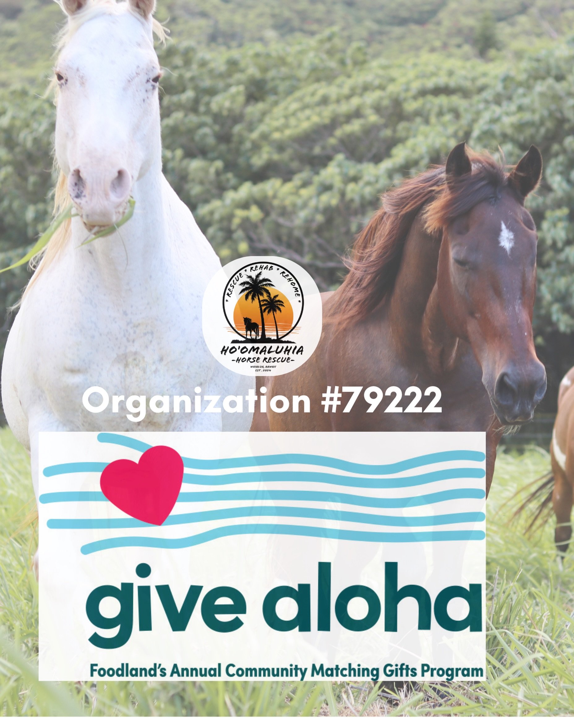 Foodland&rsquo;s Give Aloha fundraising month is almost here! 🌺 @foodlandhi 

Throughout the entire month of September, you can support Ho&lsquo;omaluhia Horse Rescue Hawai&lsquo;i through Foodland&rsquo;s annual Give Aloha program, and Foodland wil