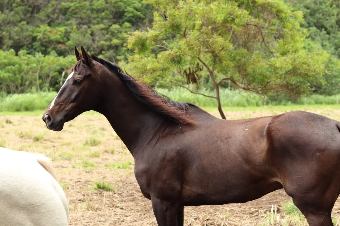 Due to unforeseen circumstances, JC&rsquo;s previous owner was no longer able to provide him with the care and support he needed. We&rsquo;re grateful to now officially welcome JC into our sanctuary herd, standing at 16.2hh he&rsquo;s the tallest mem