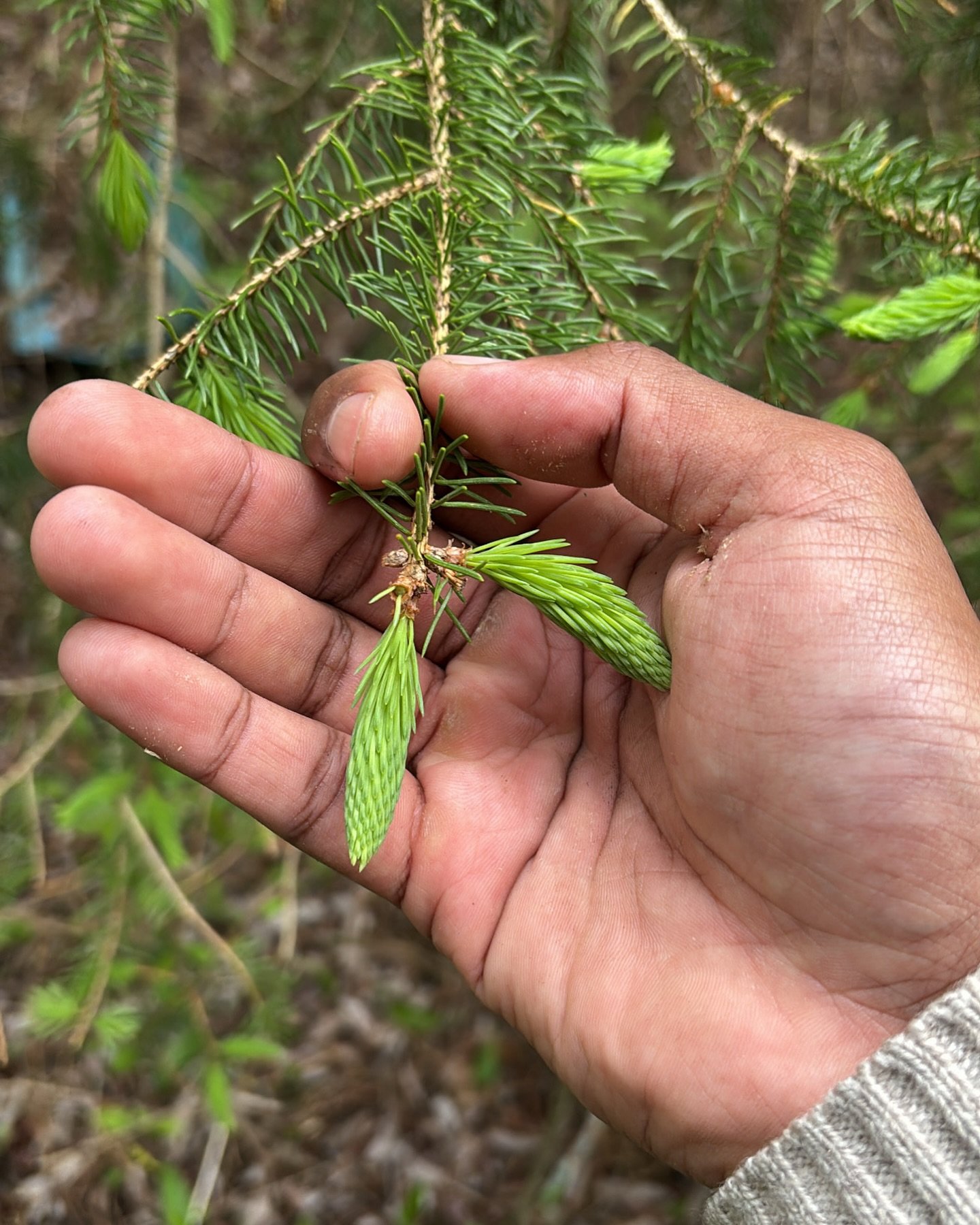 Spring spruce tips. Of the many ways these young shoots can be consumed as an ice cream, eaten raw or infused in a syrup for a cocktail or a dessert. Tastes citrusy like an unripe mango or melon.