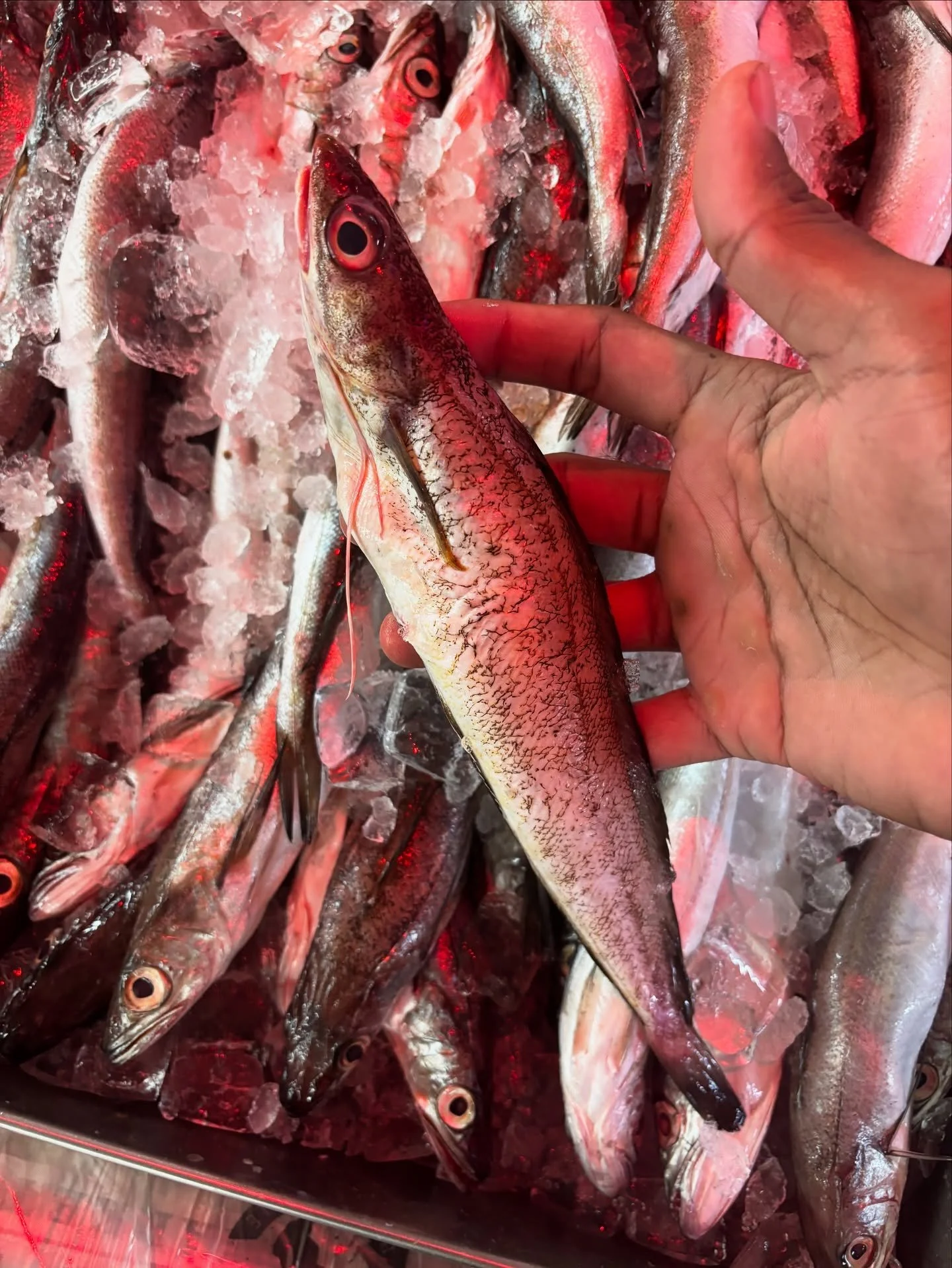 Gorgeous little whitings this morning. Sweet and flaky like the beloved cod, it is aplenty in the ocean. To cook - 
Season with Salt and pepper, dust with flour, fry whole in clarified butter, squeeze of lemon juice, garnish with chopped chives and p