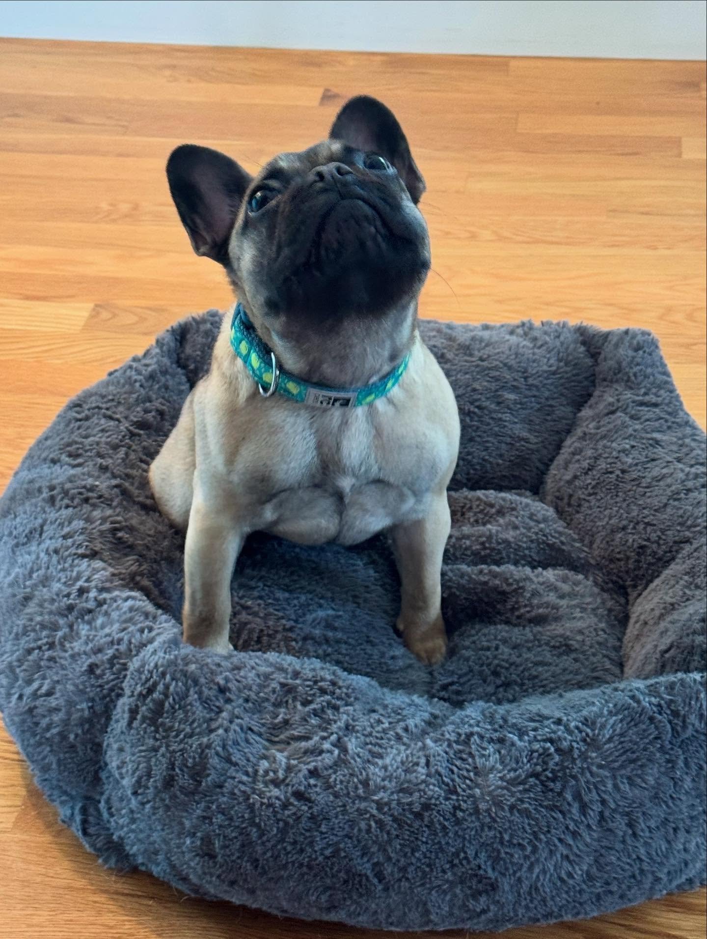 The sweetest Bea we&rsquo;ve ever met getting started on her marker training journey.

#dogtraining #obedience #markertraining #ja #bea #frenchbulldog #frenchie #puppy #goodgirl #iamgreatbayk9