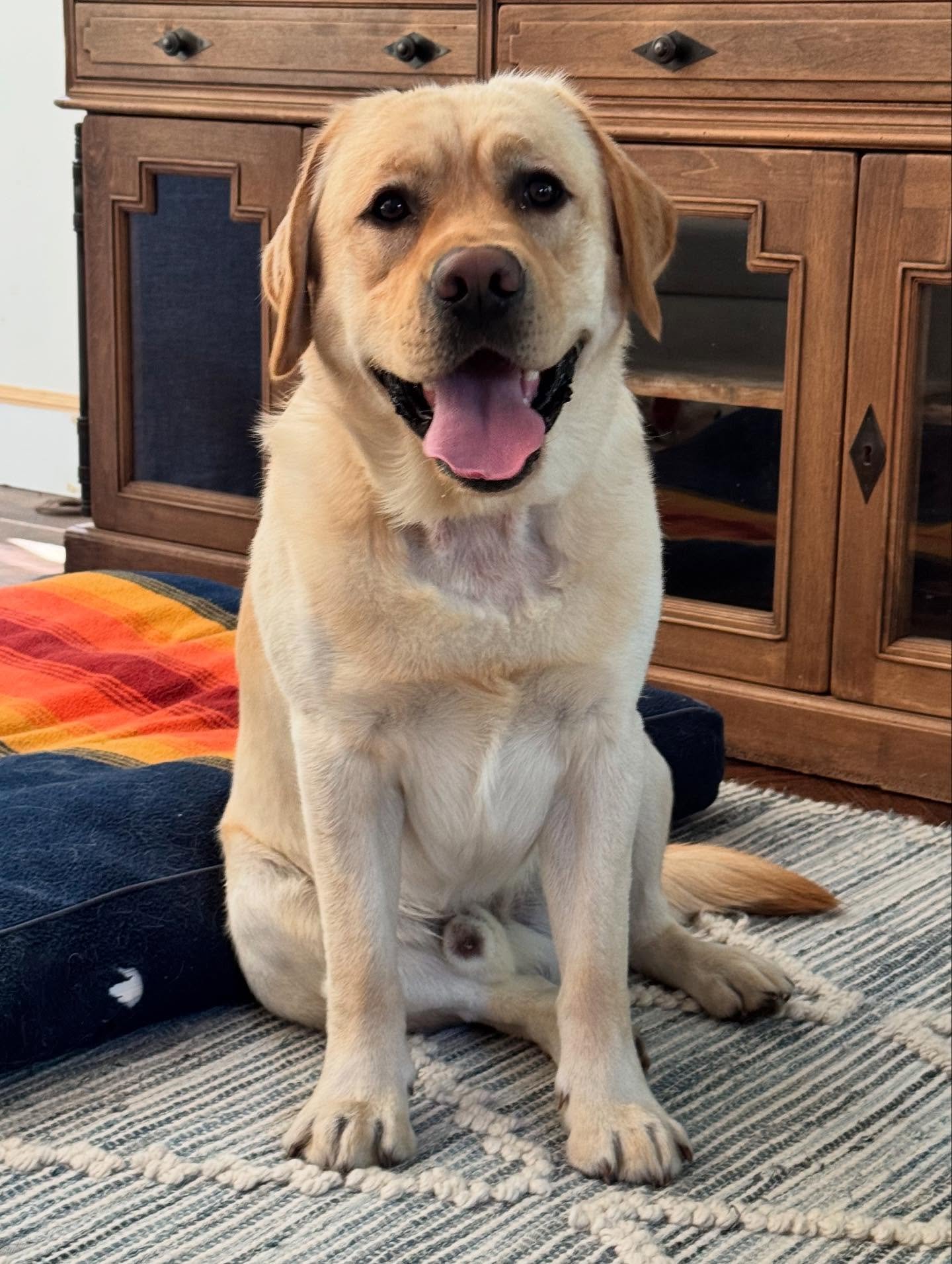 George already had a mark in his obedience, so we were able to introduce lots of new skills and stability in our first session! This guy worked until his lab lean turned into sleeping with his head up 👏 

#dogtraining #obedience #markertraining #yes