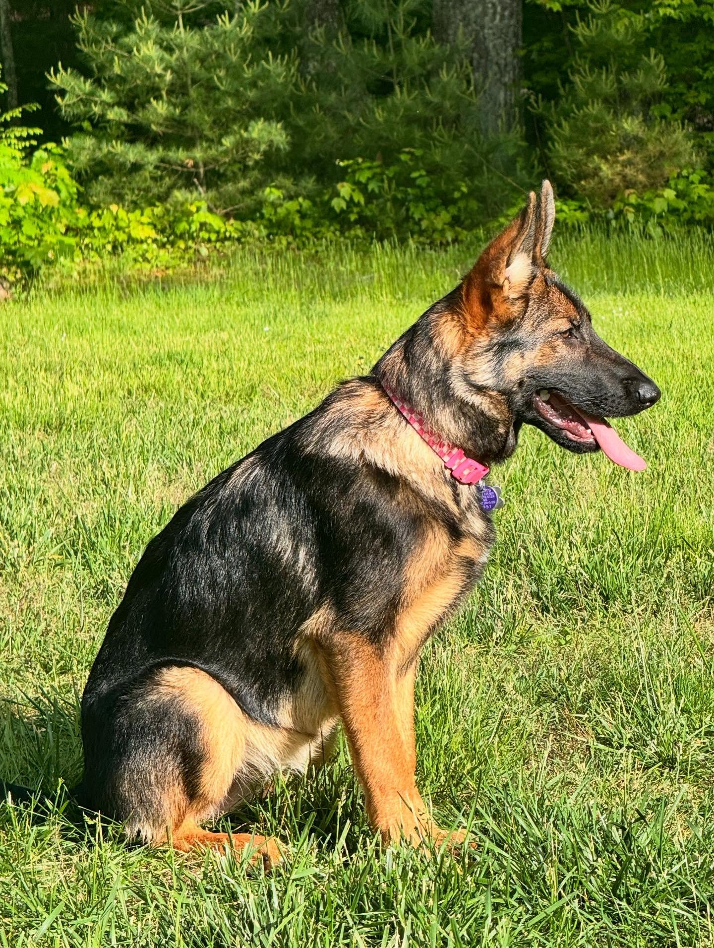 Shepherd Saturday with Bella &amp; @_taylorthings - this girl isn&rsquo;t always motivated by food (unless it&rsquo;s an ice cube) so we got her outside training for play with a toy and made Zach work 👏 

#dogtraining #obedience #shepherdsaturday #i