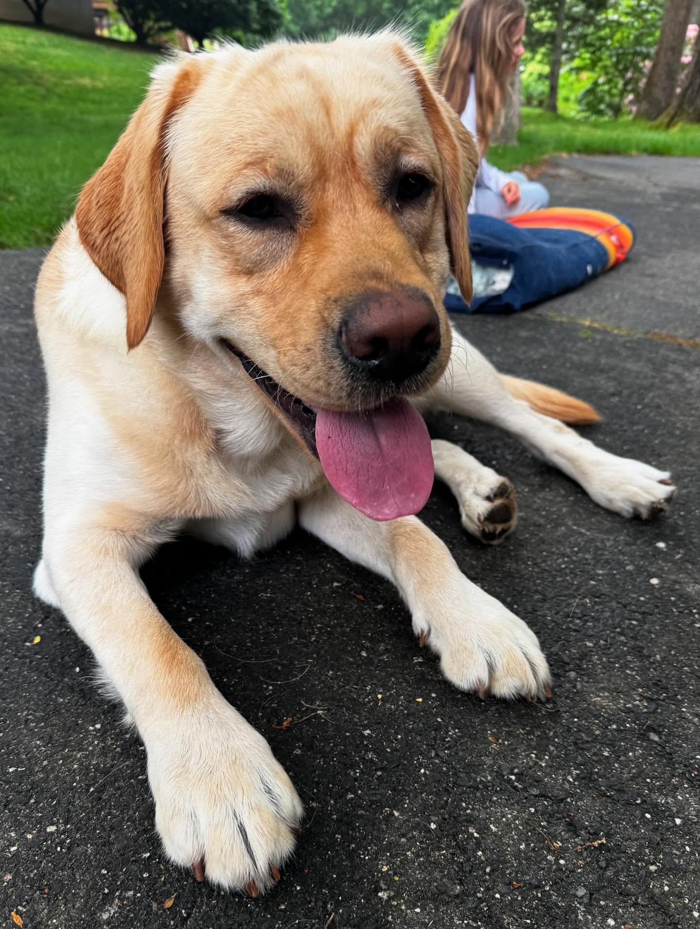 How do you get a dog to stay on their bed when guests come into your house? Train it! First we start with leading George to his &ldquo;place&rdquo;, he gets all four paws on his bed, we mark and release him off the bed for reward. Then we build stabi