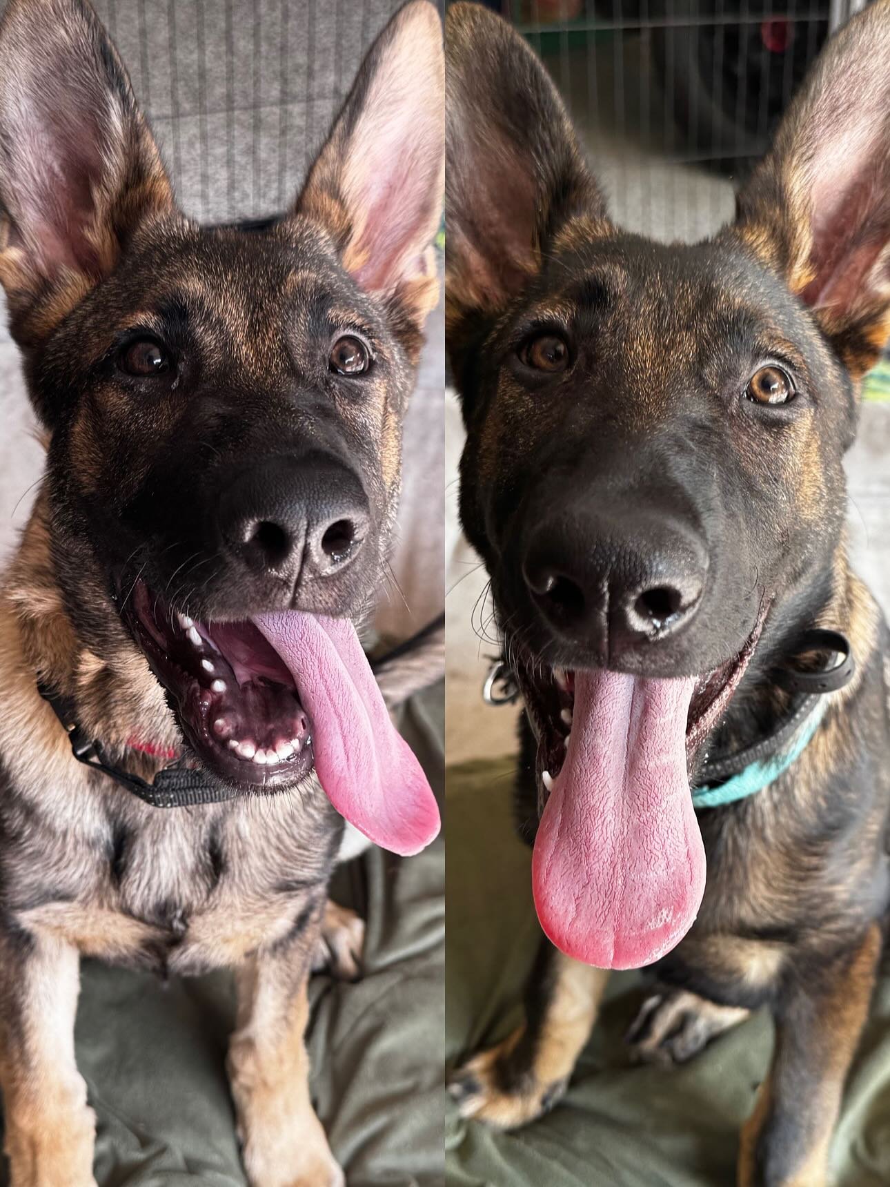 The bros are growing &amp; getting stronger so we&rsquo;re really working off-leash positions and putting them in motion. 

#dogtraining #obedience #markertraining #ja #rudy #floki #germanshepherd #germanshepherdpuppy #gsd #offleash #goodboy #brother
