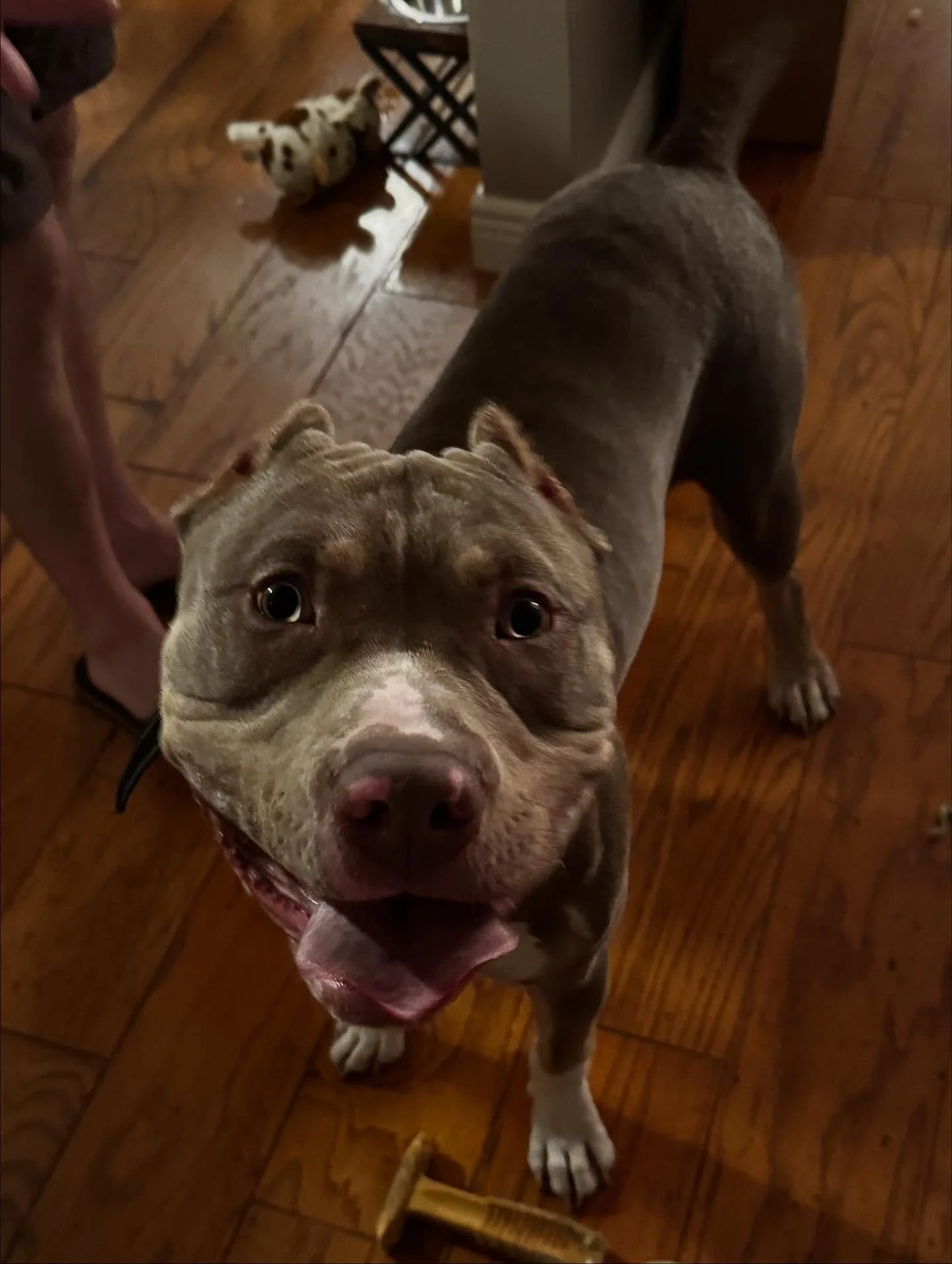 Got Axel started on his marker training journey! 

#dogtraining #obedience #markertraining #ja #bully #pitbull #goodboy #axel #landshark #iamgreatbayk9
