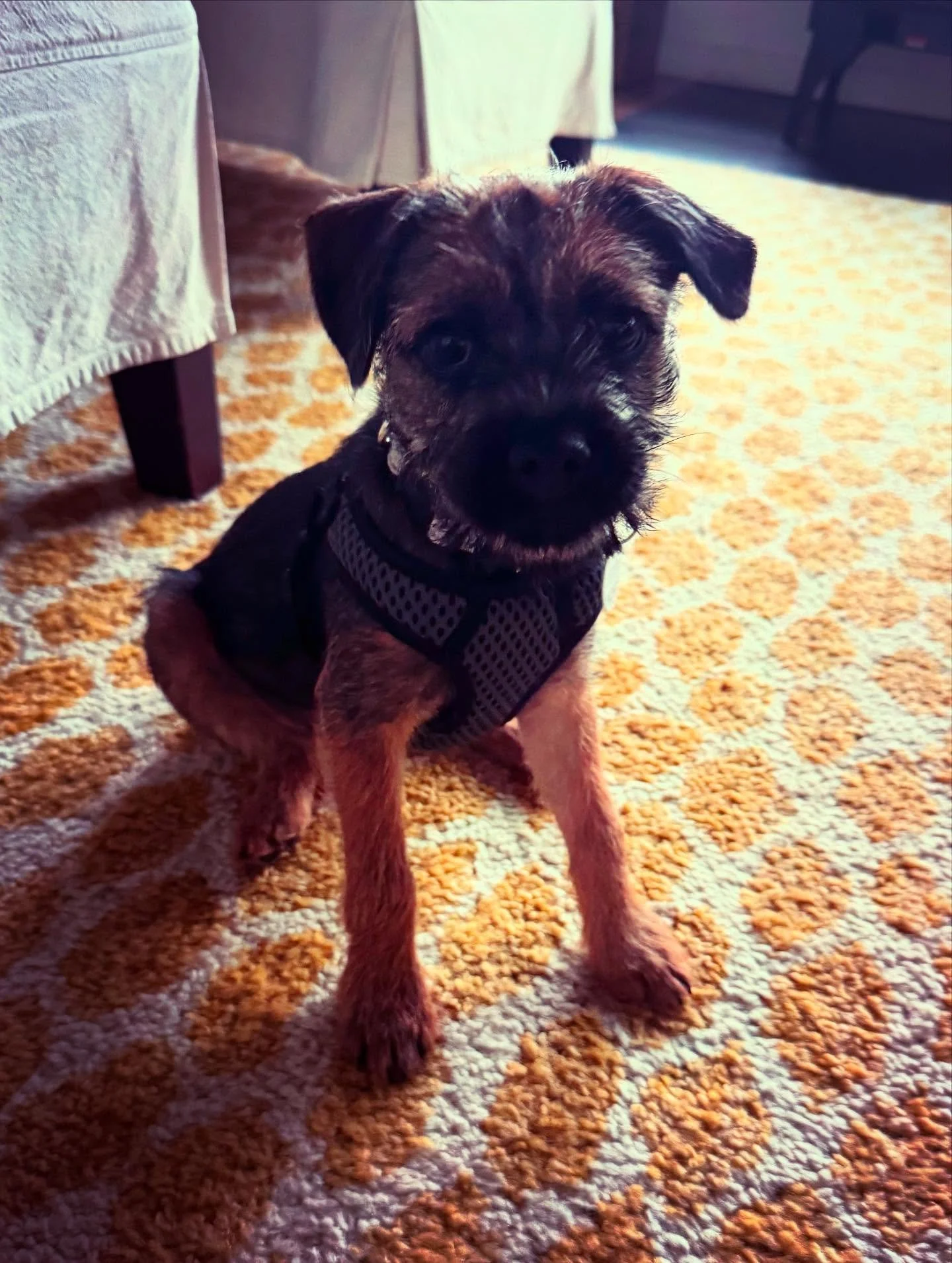 Border terrier pup Orsa getting started on her marker training journey - starting with shaping sits and downs!

#dogtraining #obedience #markertraining #yes #borderterrier #borderterrierpuppy #orsa #goodgirl #willworkforchickenhearts #iamgreatbayk9