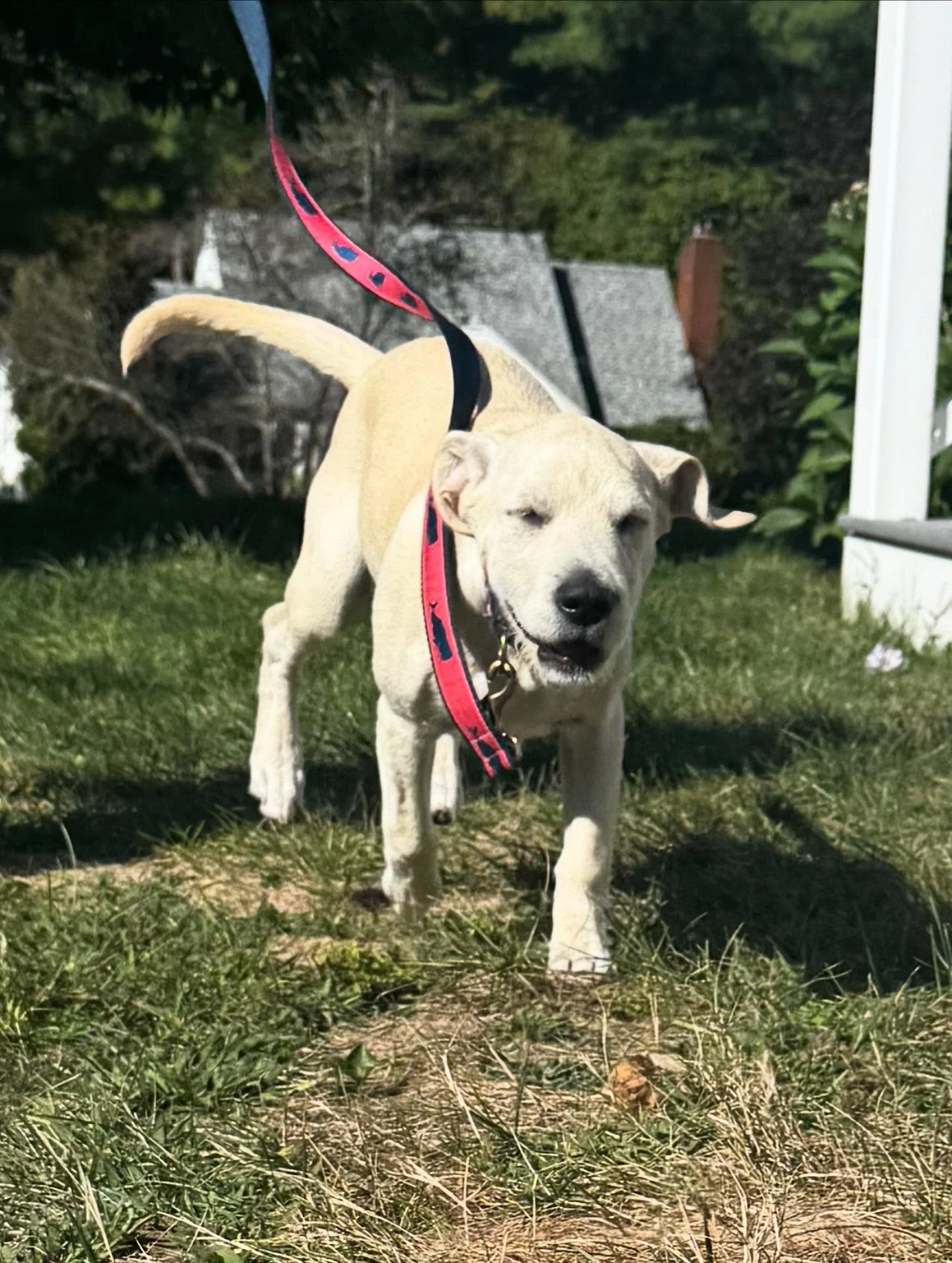 Some indoor obedience, introducing obedience into outside with controlled distraction and yielding to leash pressure. Great work from Gracie girl!

#dogtraining #obedience #markertraining #ja #distraction #labradoodle #doodle #goodgirl #gracie #sleep