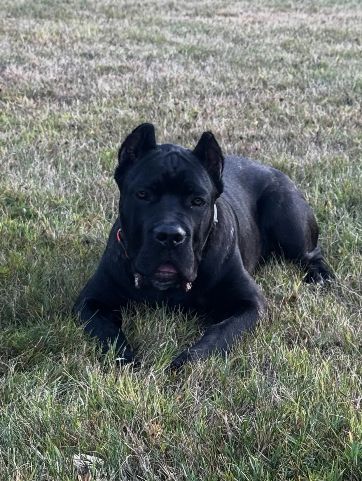 Getting some off-leash time with handsome Cane Corso pup, Grizz!

#dogtraining #obedience #markertraining #ja #ecollar #ecollartraining #ecollartechnologies #canecorso #canecorsopuppy #brindle #grizz #offleash #goodboy #iamgreatbayk9
