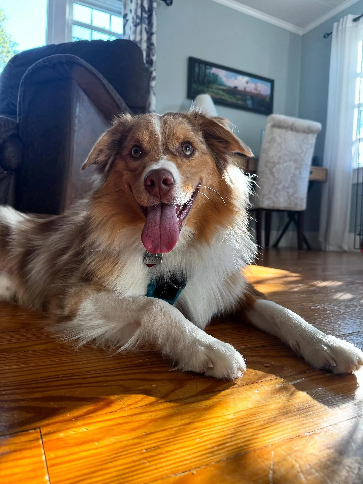 Some indoor and outdoor obedience and leash walking with Burton makes for a great first session!

#dogtraining #obedience #markertraining #okay #australianshepard #aussie #burton #goodboy #iamgreatbayk9