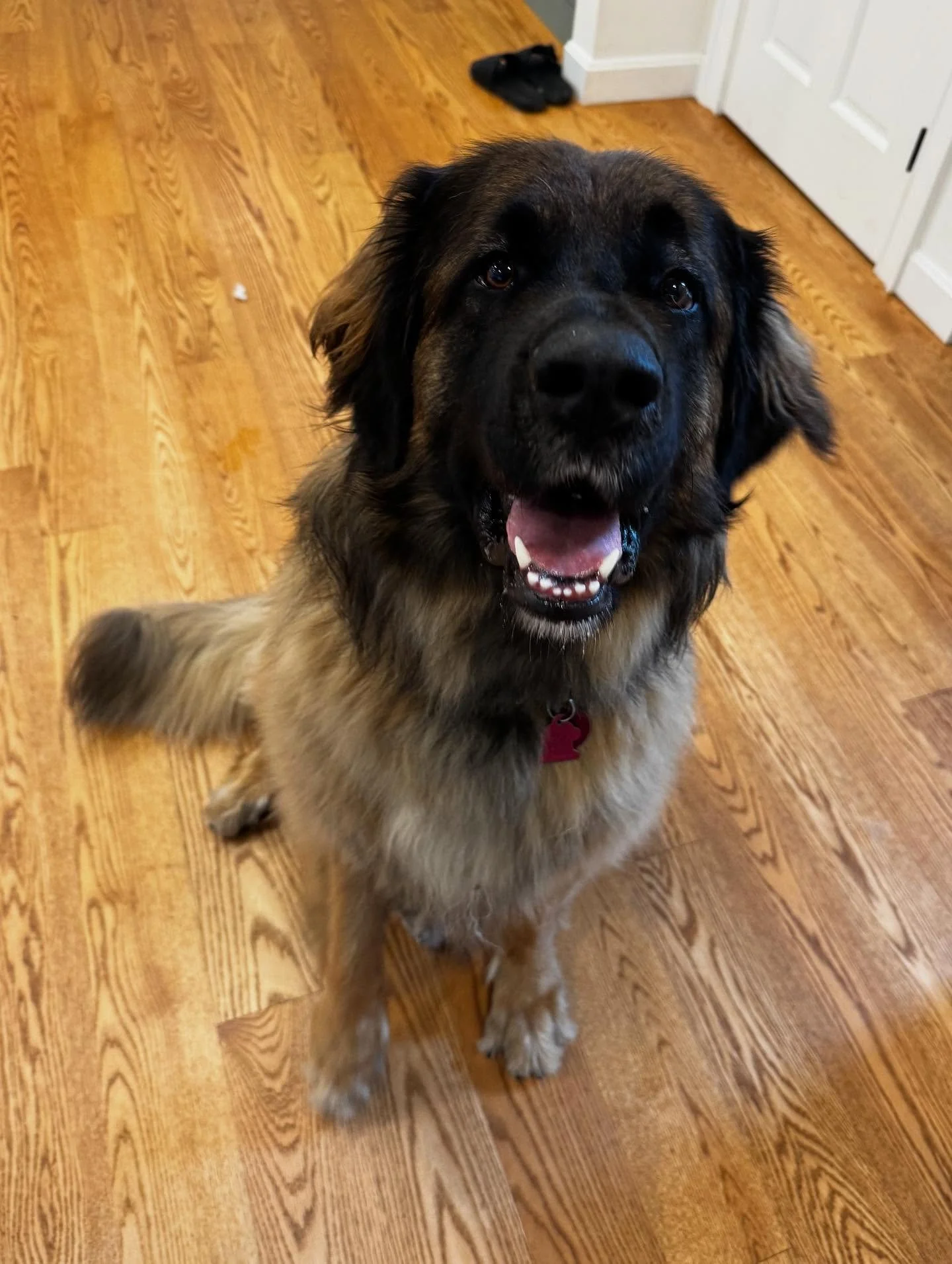 Obedience refinement and ecollar foundation with Rayla! 

#dogtraining #obedience #markertraining #yes #leonberger #leonbergersofinstagram #rayla #goodgirl #clifford #willworkforchicken #ecollar #ecollartraining #ecollartechnologies #iamgreatbayk9