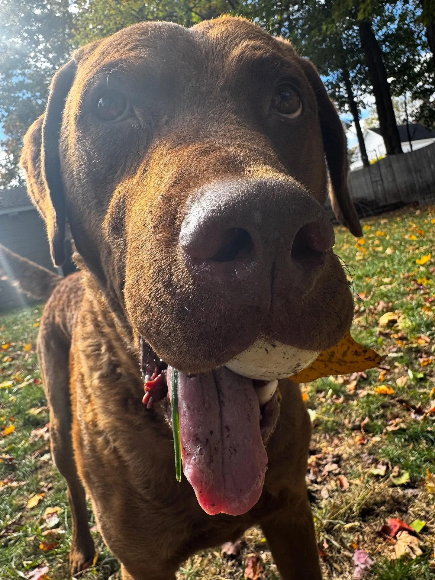 Happy birthday to our favorite toy loving, lacrosse playing, bird dog who never stops, Winston! 

#dogtraining #obedience #markertraining #ja #birddog #gundog #chesapeakebayretriever #chessie @bark #birthday #happybirthday #iamgreatbayk9