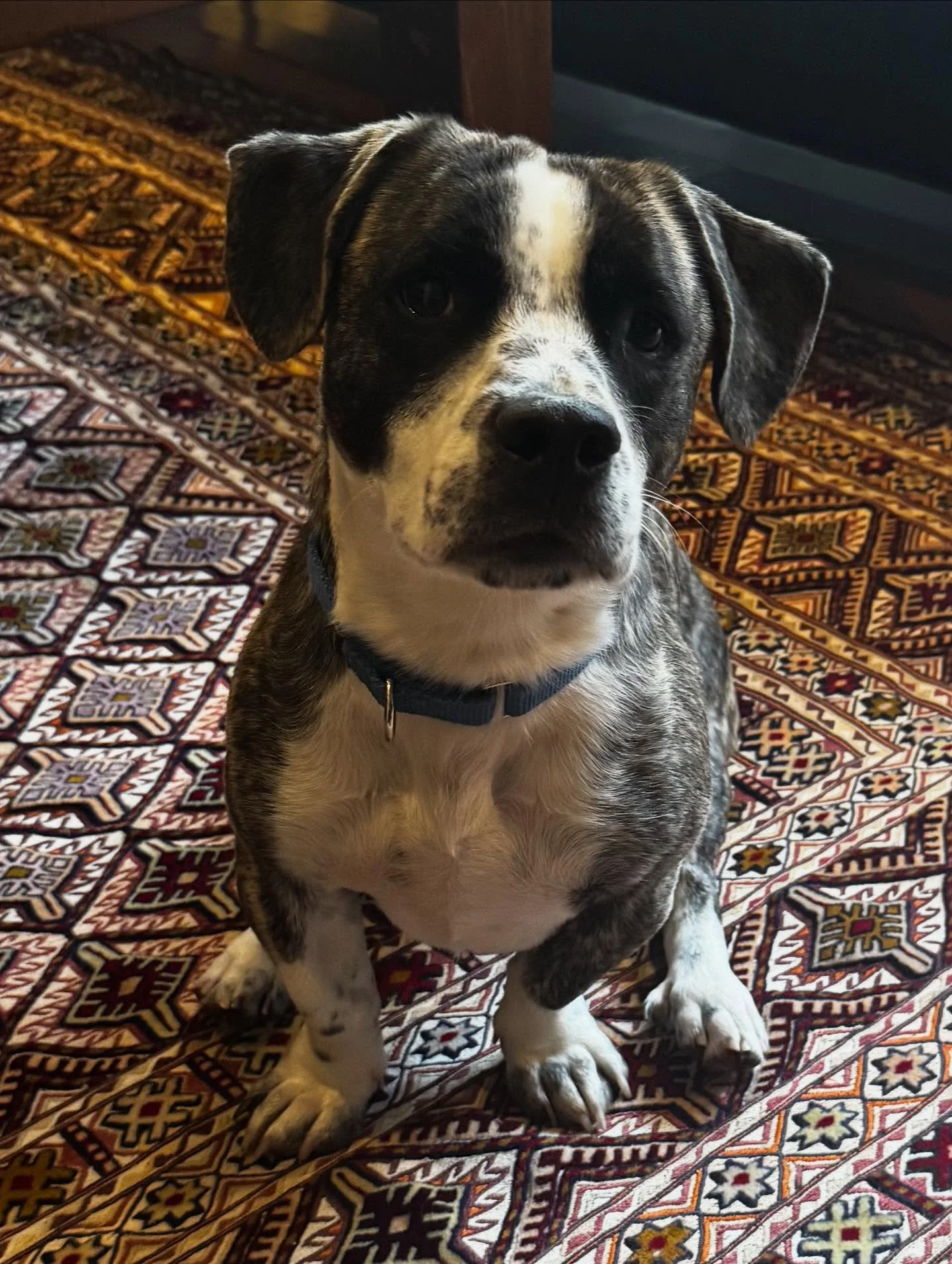 Camo working his indoor obedience and laying the ecollar foundation outside!

#dogtraining #obedience #markertraining #ja #ecollar #ecollartraining #ecollartechnologies #rescuedog #goodboy #iamgreatbayk9