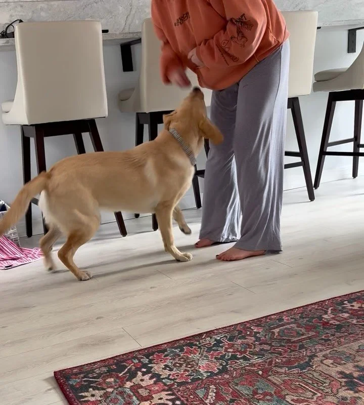 Here&rsquo;s Stella showing off her obedience both inside and out!

#dogtraining #obedience #markertraining #yes #yellowlab #yellowlabrador #stella #goodgirl #iamgreatbayk9