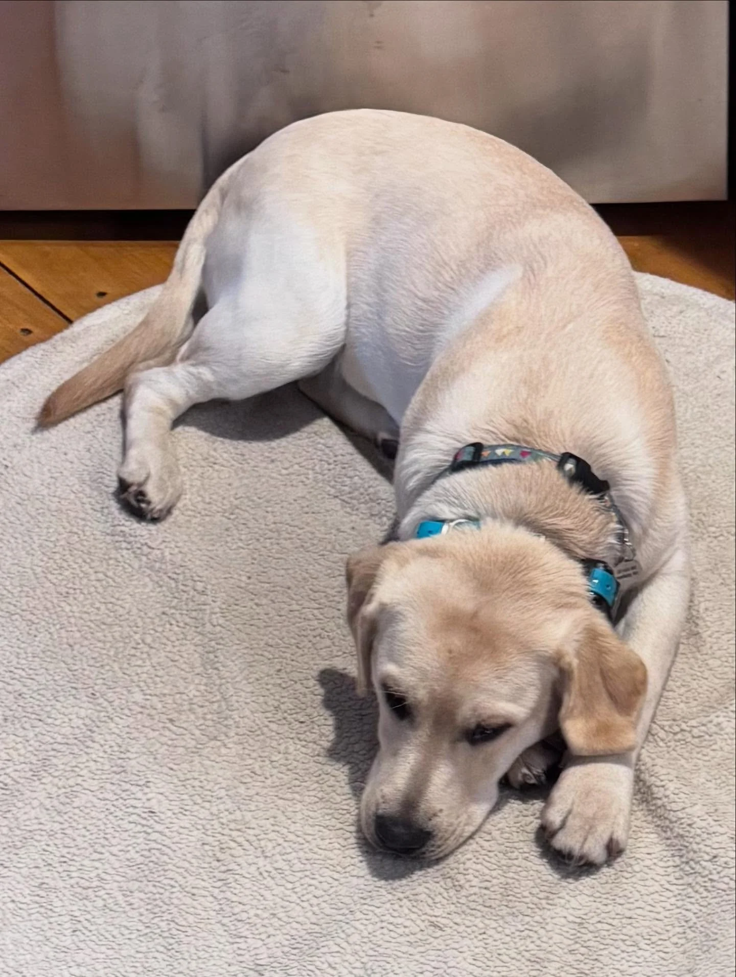 Clementine working hard on the trails and at the park!

#dogtraining #obedience #markertraining #ja #yellowlab #yellowlabrador #clementine #ecollar #ecollartraining #ecollartechnologies #getoutside #iamgreatbayk9