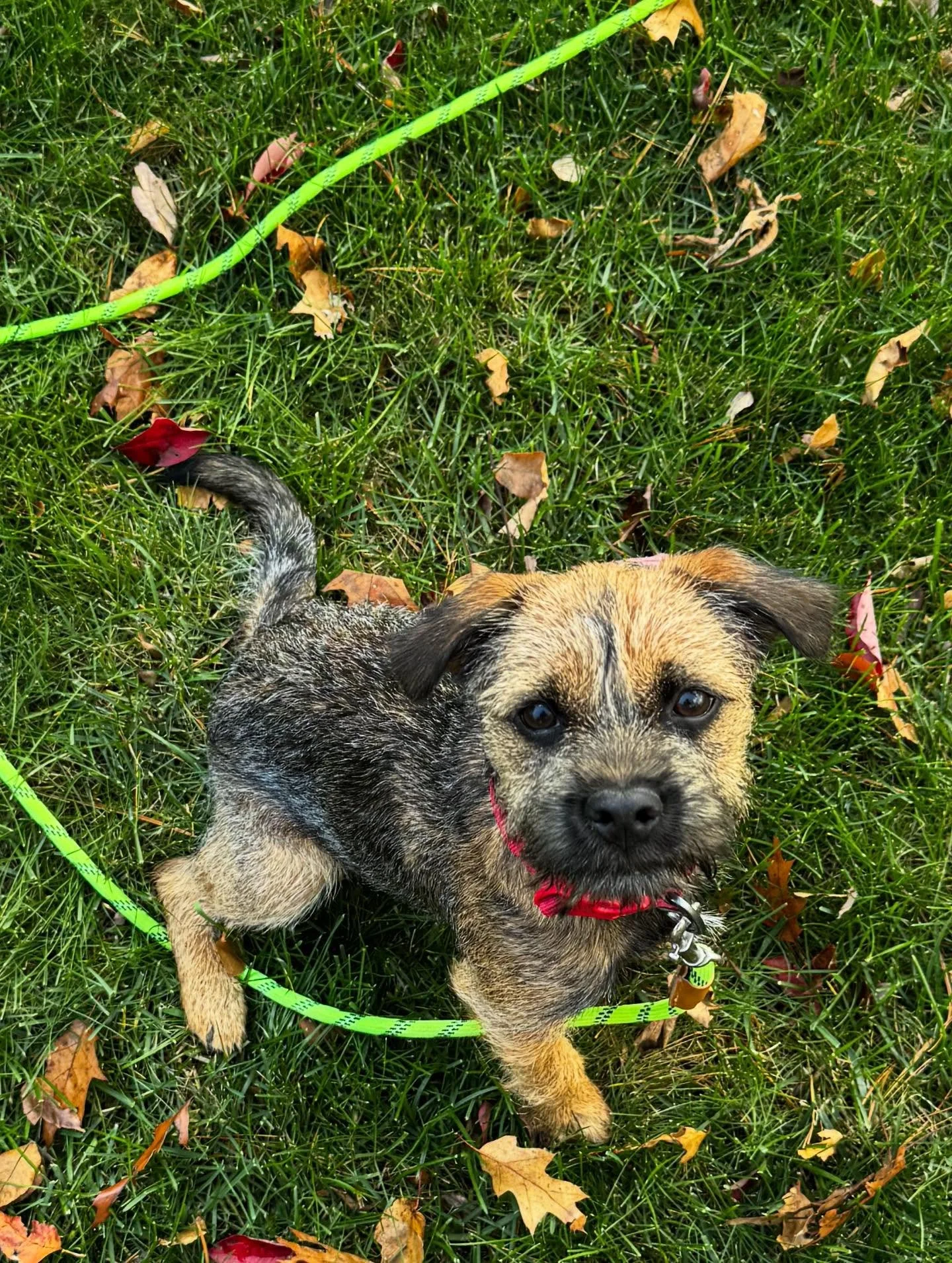 Orsa showing off her outside obedience (&amp; helping us teach Kingsley how to heel!)

#dogtraining #obedience #markertraining #yes #orsa #borderterrier #borderterrierpuppy #baddog #justkidding #goodgirl #iamgreatbayk9