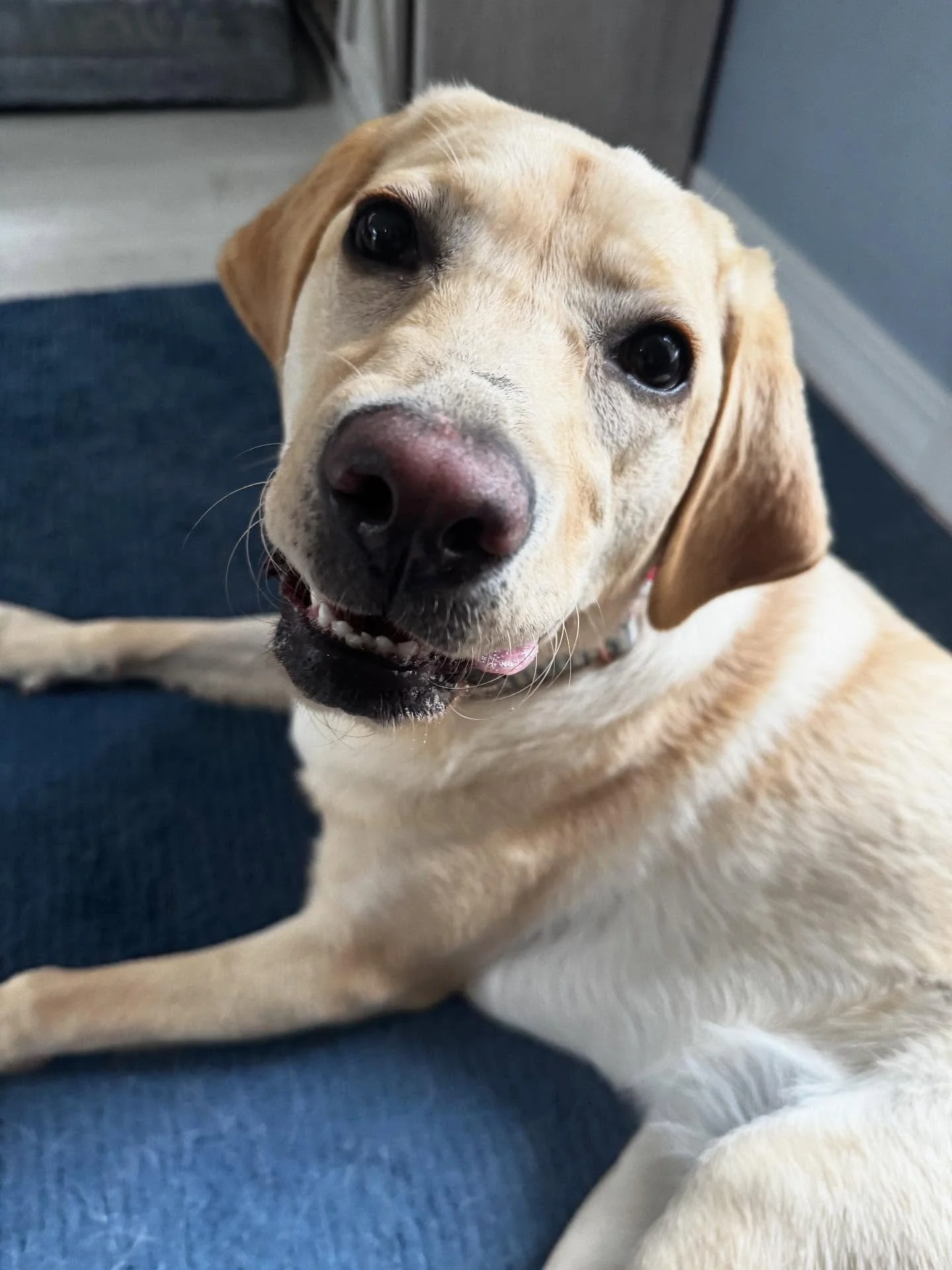 Check out Stella Blue working her ecollar foundation!

#dogtraining #obedience #markertraining #ja #stella #stellablue #yellowlab #yellowlabrador #ecollar #ecollartechnologies #ecollartraining #goodgirl #iamgreatbayk9