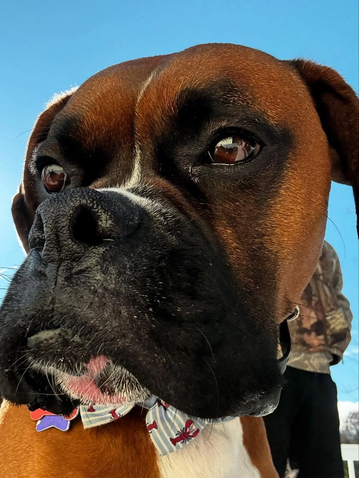 Progressing leash manners with Tyson and getting the handsome guy off-leash!

#dogtraining #obedience #markertraining #ja #tyson #boxer #boxerdog #goodboy #ecollar #ecollartraining #ecollartechnologies #leashwalking #iamgreatbayk9