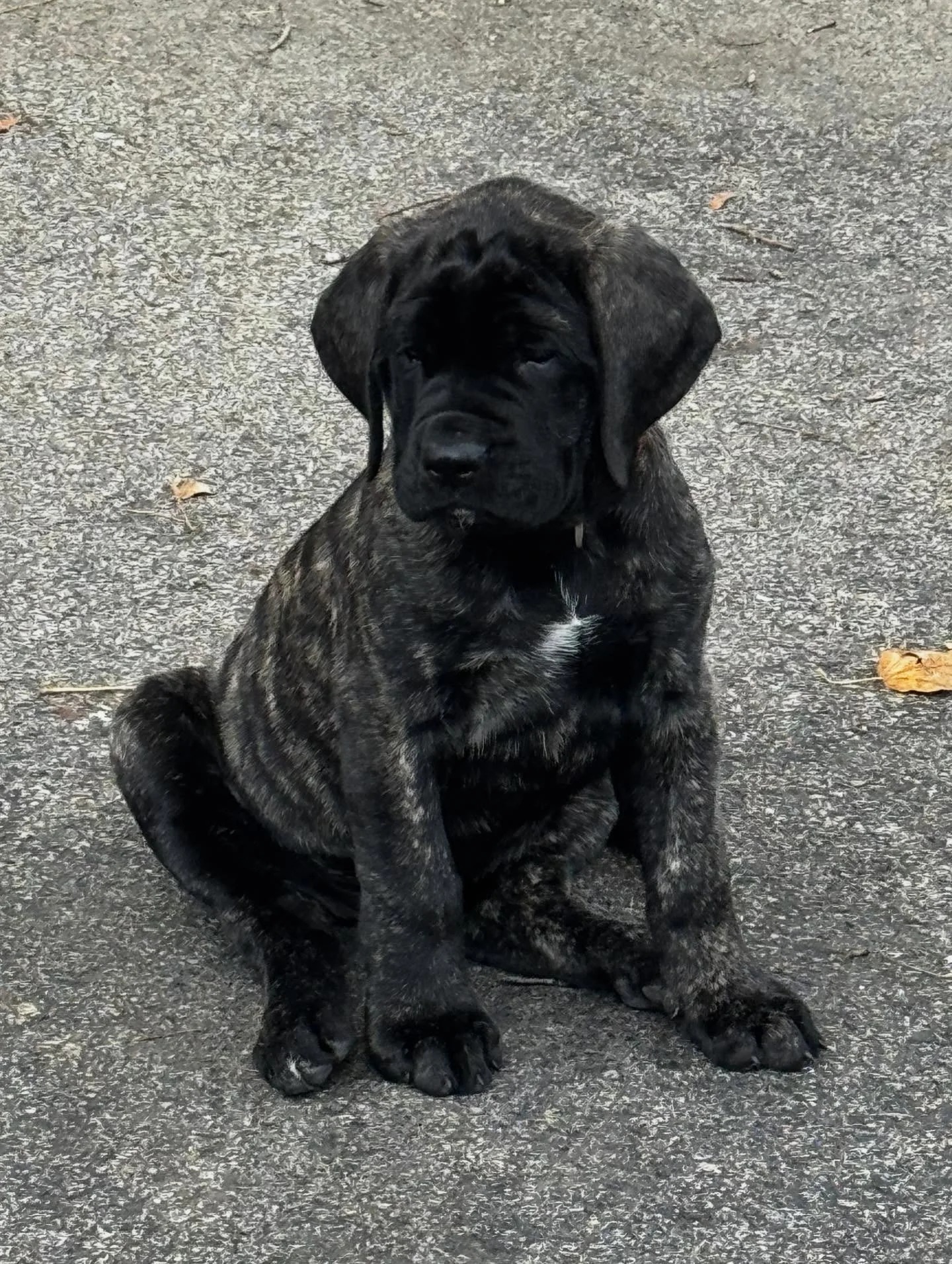 Our newest little (for now!) friend Monty started her marker training journey - can&rsquo;t wait to watch this sweet girl grow!

#dogtraining #obedience #markertraining #ja #monty #mastiff #mastiffpuppy #brindle #goodgirl #iamgreatbayk9