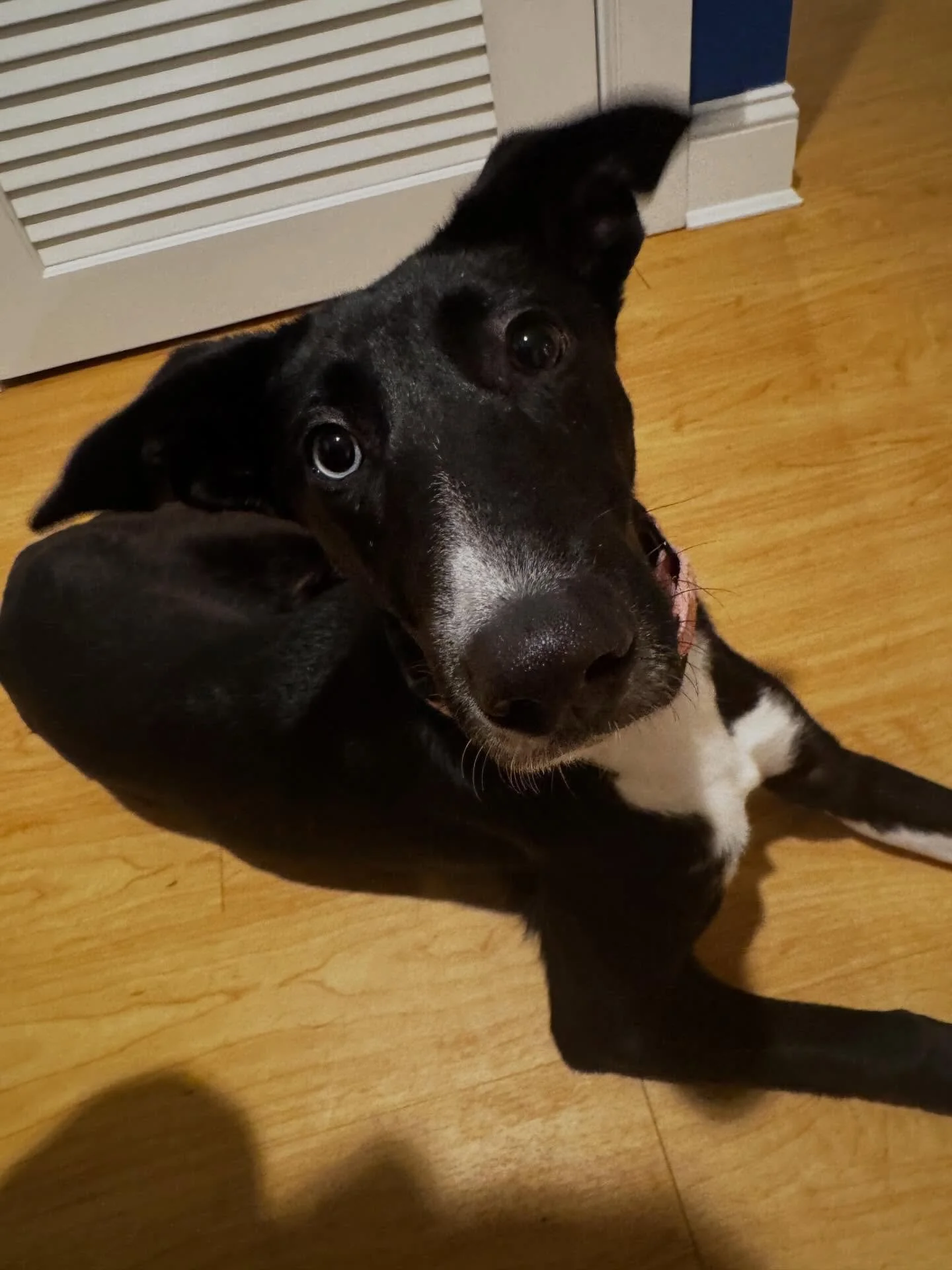 Christmas Eve Eve with Tilly! Getting some stability and even out of sight helps this sweet girl&rsquo;s confidence grow. 

#dogtraining #obedience #markertraining #tilly #rescuedog