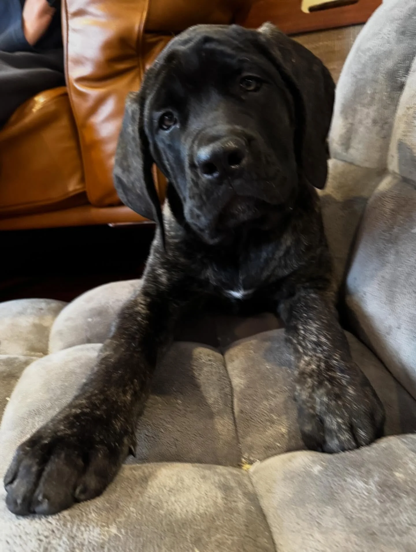 There&rsquo;s a monster on the loose and she&rsquo;s doing some work putting &ldquo;heel&rdquo; in motion!

#dogtraining #obedience #markertraining #englishmastiff #iamgreatbayk9