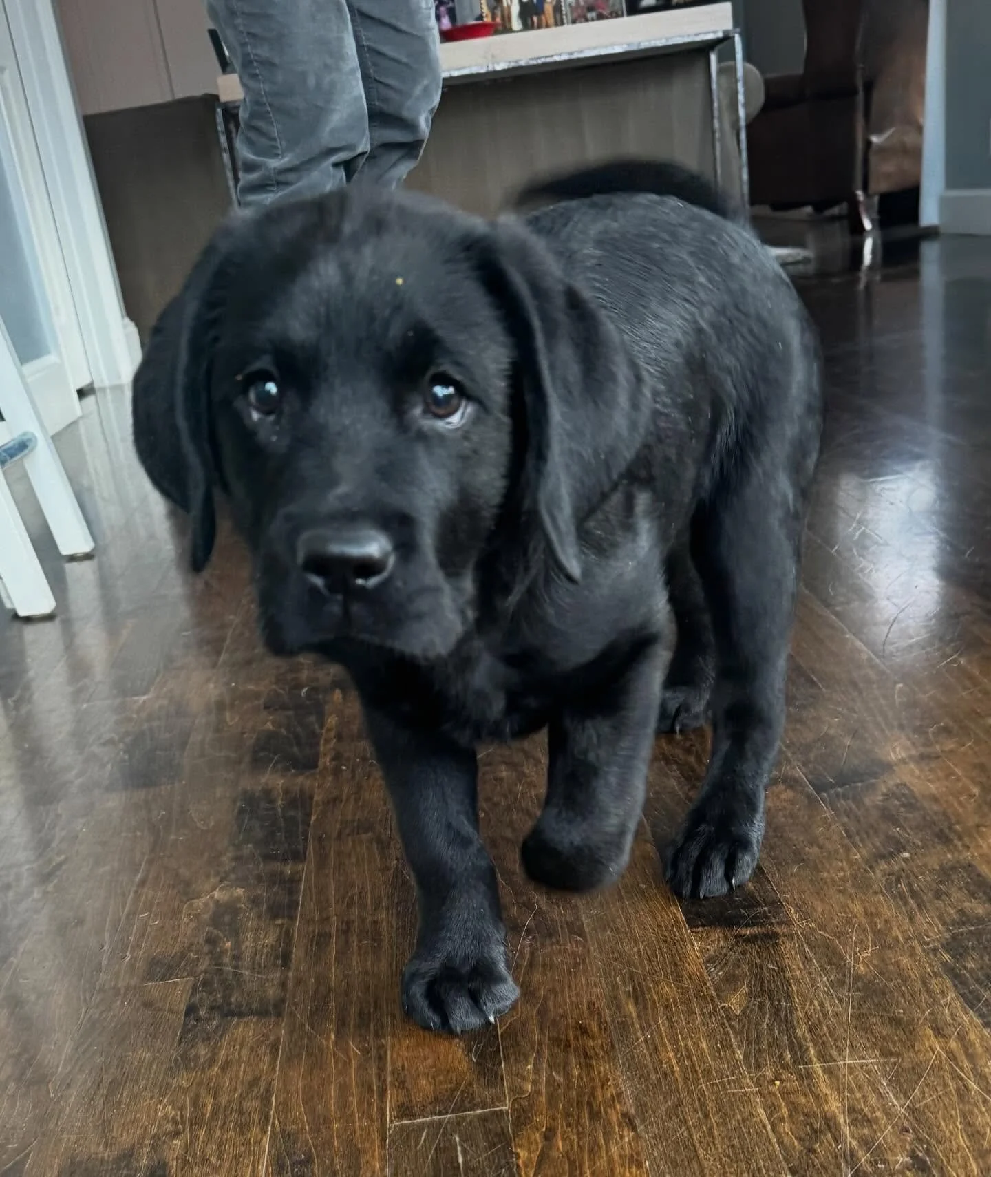 Have a food-motivated pup? Make them work for it! We always start obedience by shaping positions with treats. Creating good behaviors from the beginning pays dividends down the road!

#dogtraining #obedience #markertraining #startemyoung #iamgreatbay