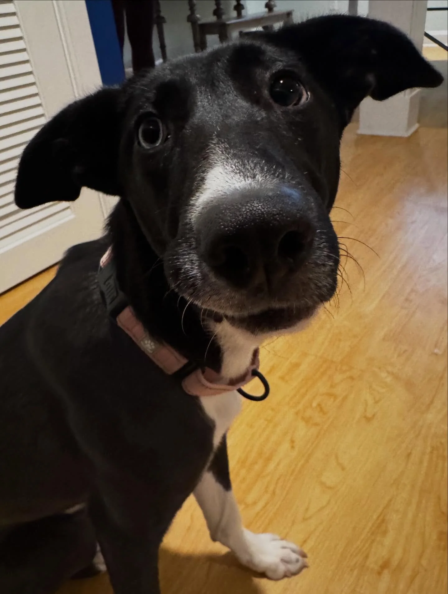 Tilly girl gaining some confidence with her obedience and even tackling outdoor independence with some perimeter work 👏 

#dogtraining #obedience #markertraining #rescuedog #iamgreatbayk9