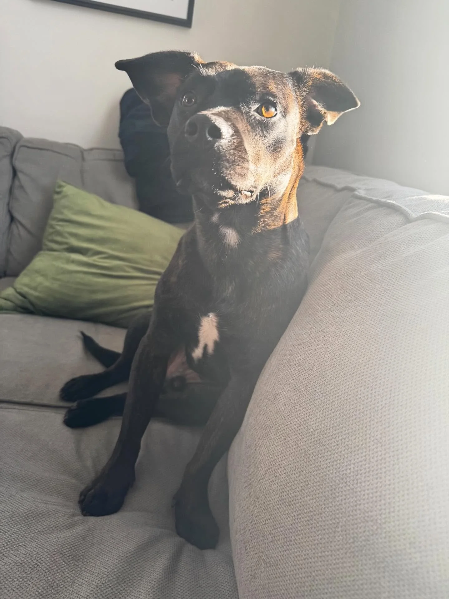 Getting Bruin started on his marker training journey!

#dogtraining #obedience #markertraining #bruin #iamgreatbayk9