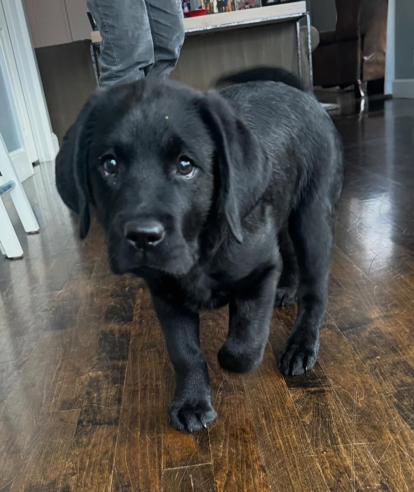 Have a food-motivated pup? Make them work for it! We always start obedience by shaping positions with treats. Creating good behaviors from the beginning pays dividends down the road!

#dogtraining #obedience #markertraining #startemyoung #iamgreatbay