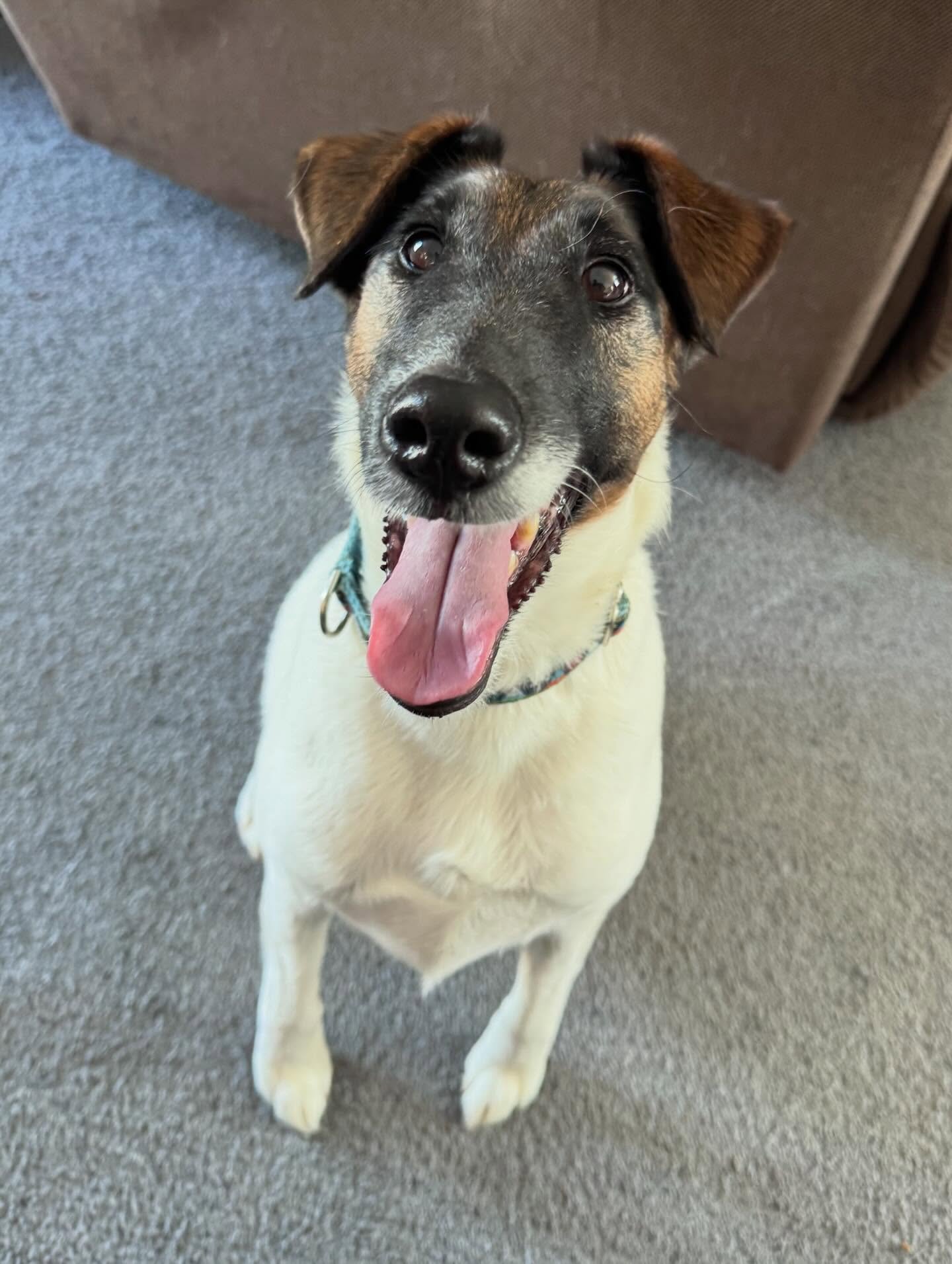 Calvin &amp; Hobbes started on their marker training journey!

#dogtraining #obedience #markertraining #gooddog #iamgreatbayk9