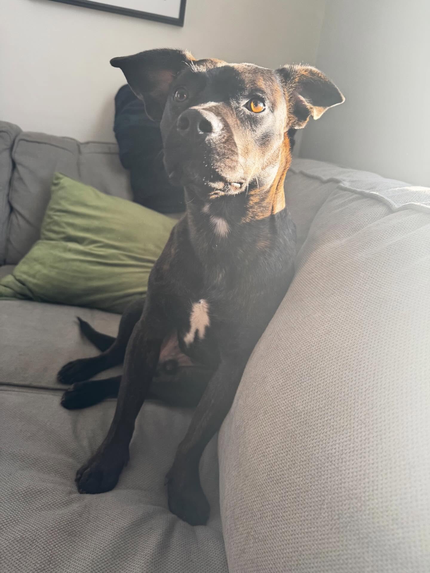 Getting Bruin started on his marker training journey!

#dogtraining #obedience #markertraining #bruin #iamgreatbayk9