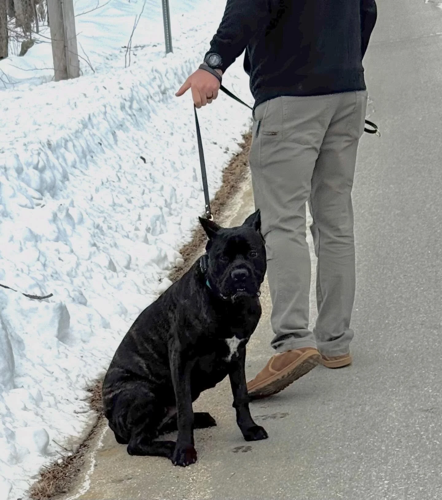 Fiona showing us her growing confidence, leash manners and recalls!

#dogtraining #obedience #markertraining #fiona #iamgreatbayk9