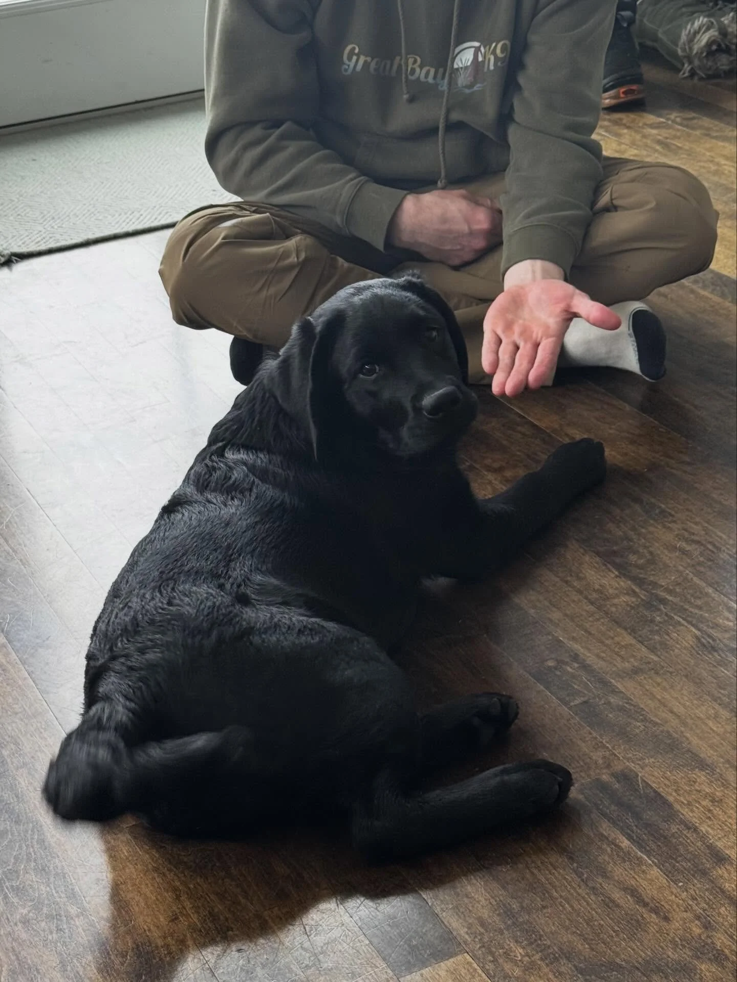 Blue showing us how to shake, place stability, working the heel and getting outside for recall and leash work!

#dogtraining #obedience #markertraining #blue #iamgreatbayk9