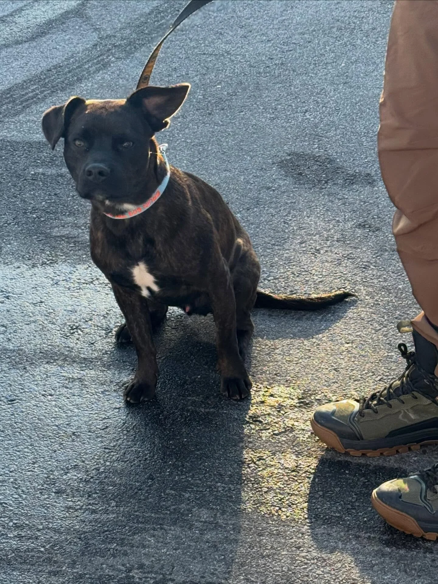 Bruin got to work on his heel position inside, then we took it outside to work leash manners past all his neighborhood friends!

#dogtraining #obedience #markertraining #bruin #iamgreatbayk9